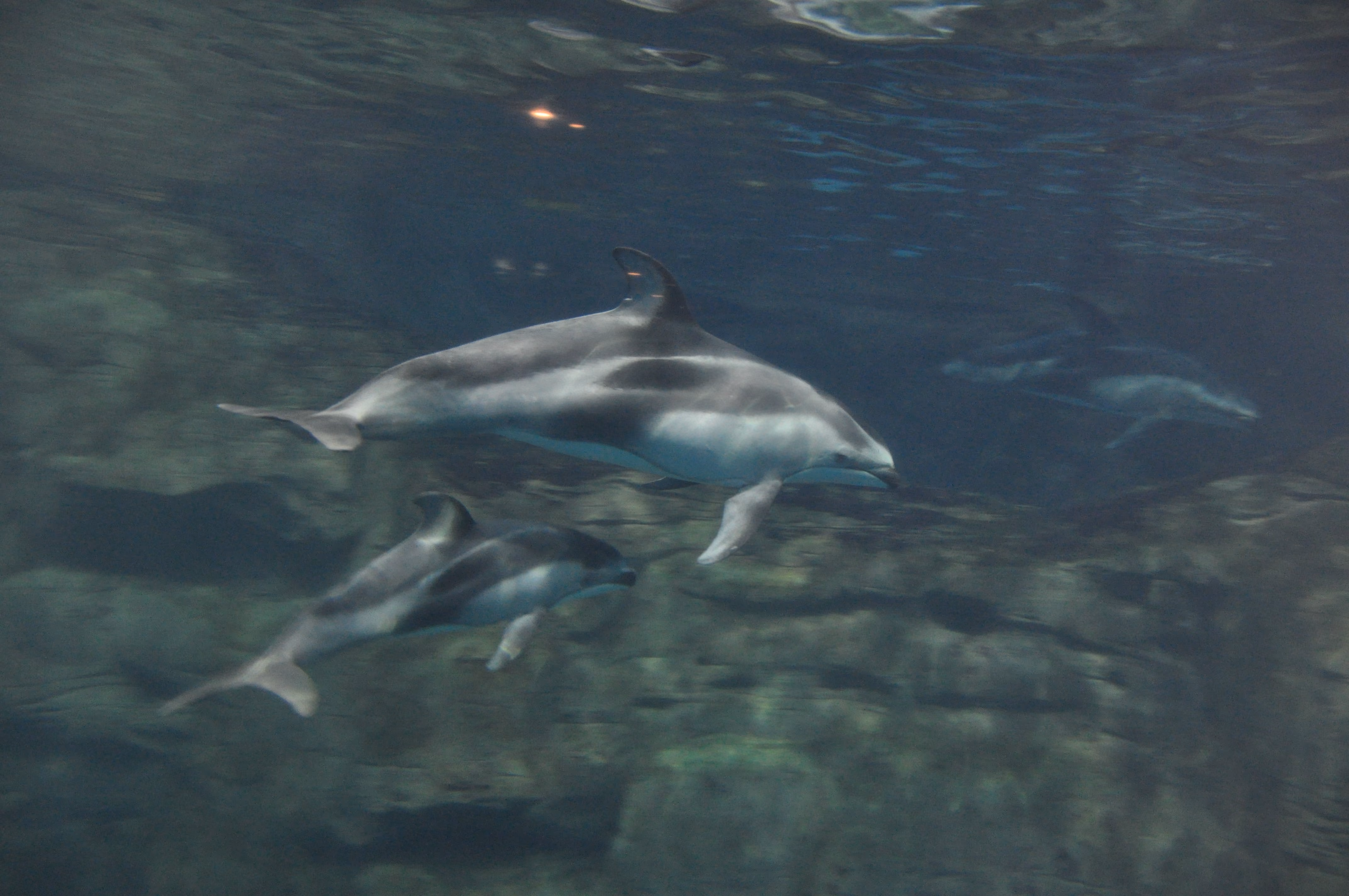 A third view of a dolphin at Osaka Aquarium Kaiyukan