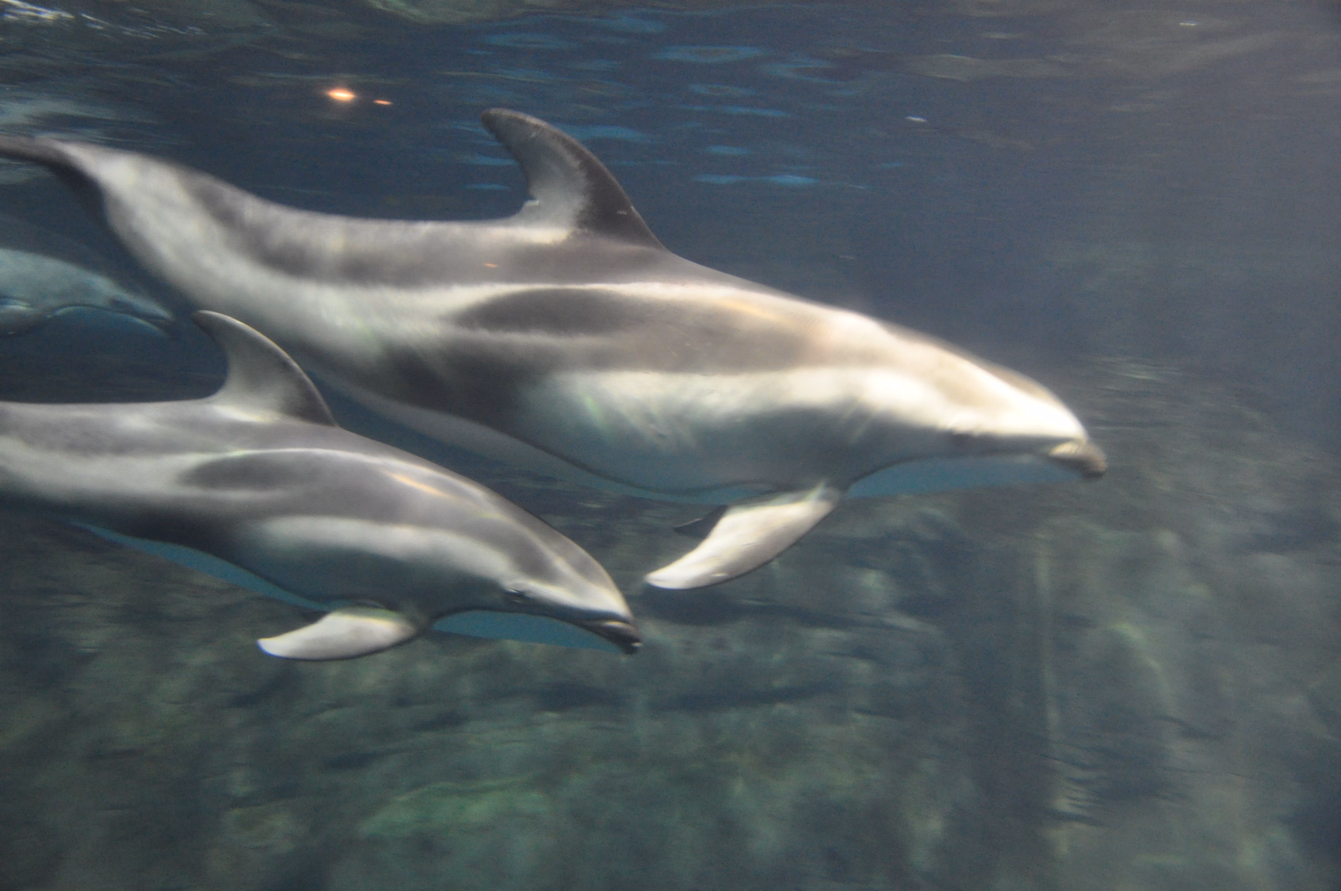 Wide view of the dolphin tank at Osaka Aquarium Kaiyukan