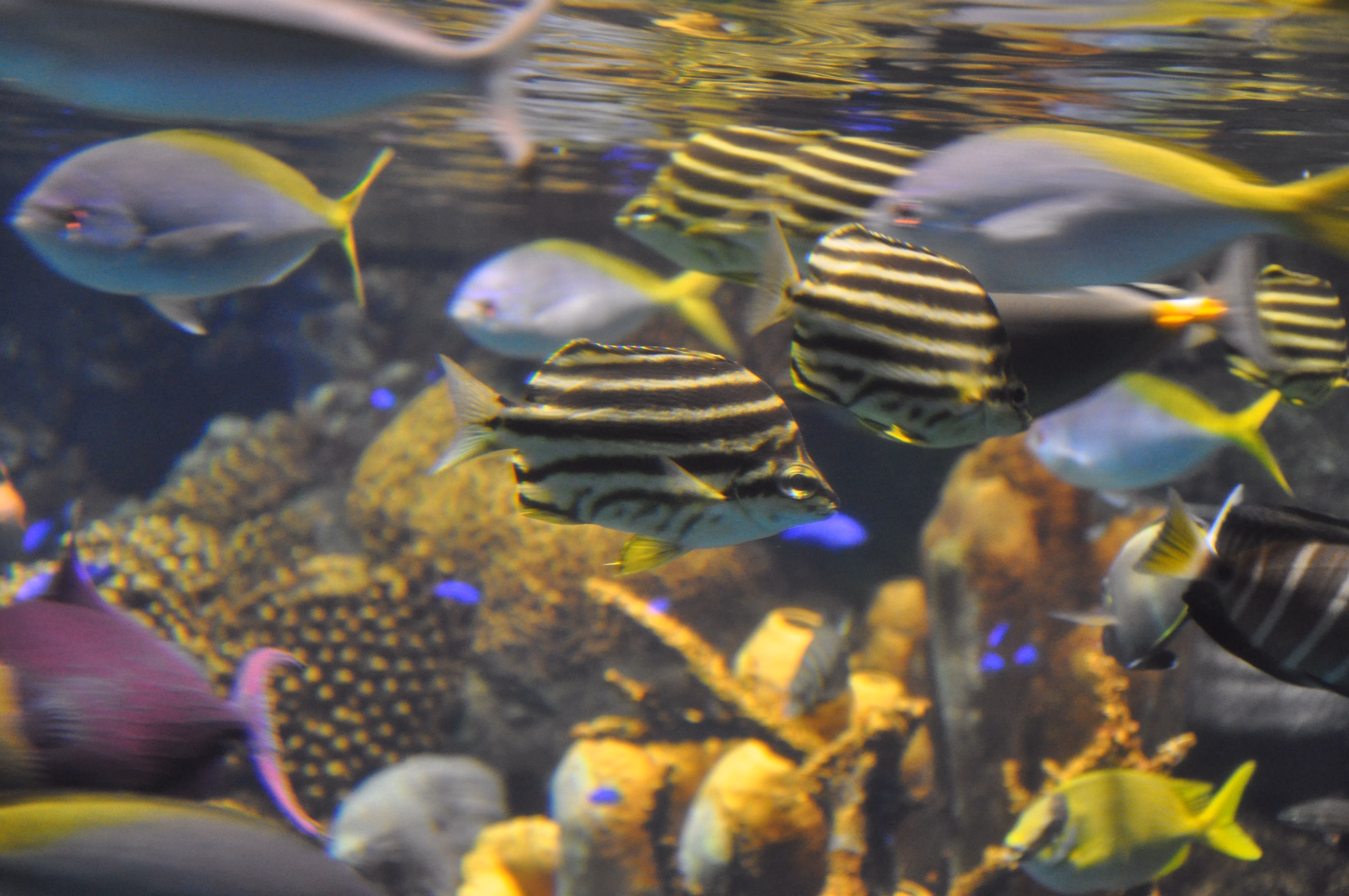 View of the large central tank at Osaka Aquarium Kaiyukan