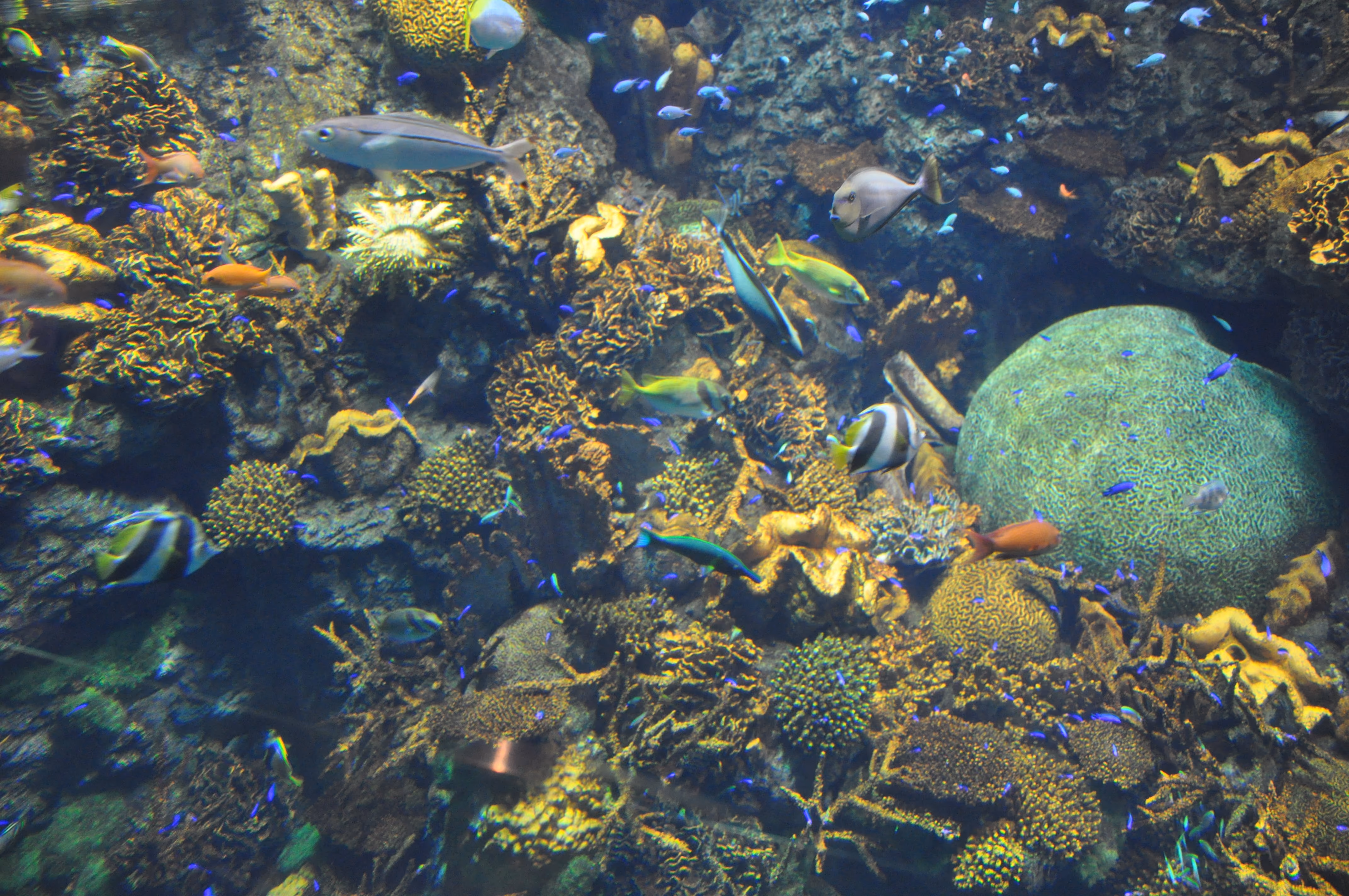 A second view of the large central tank at Osaka Aquarium Kaiyukan