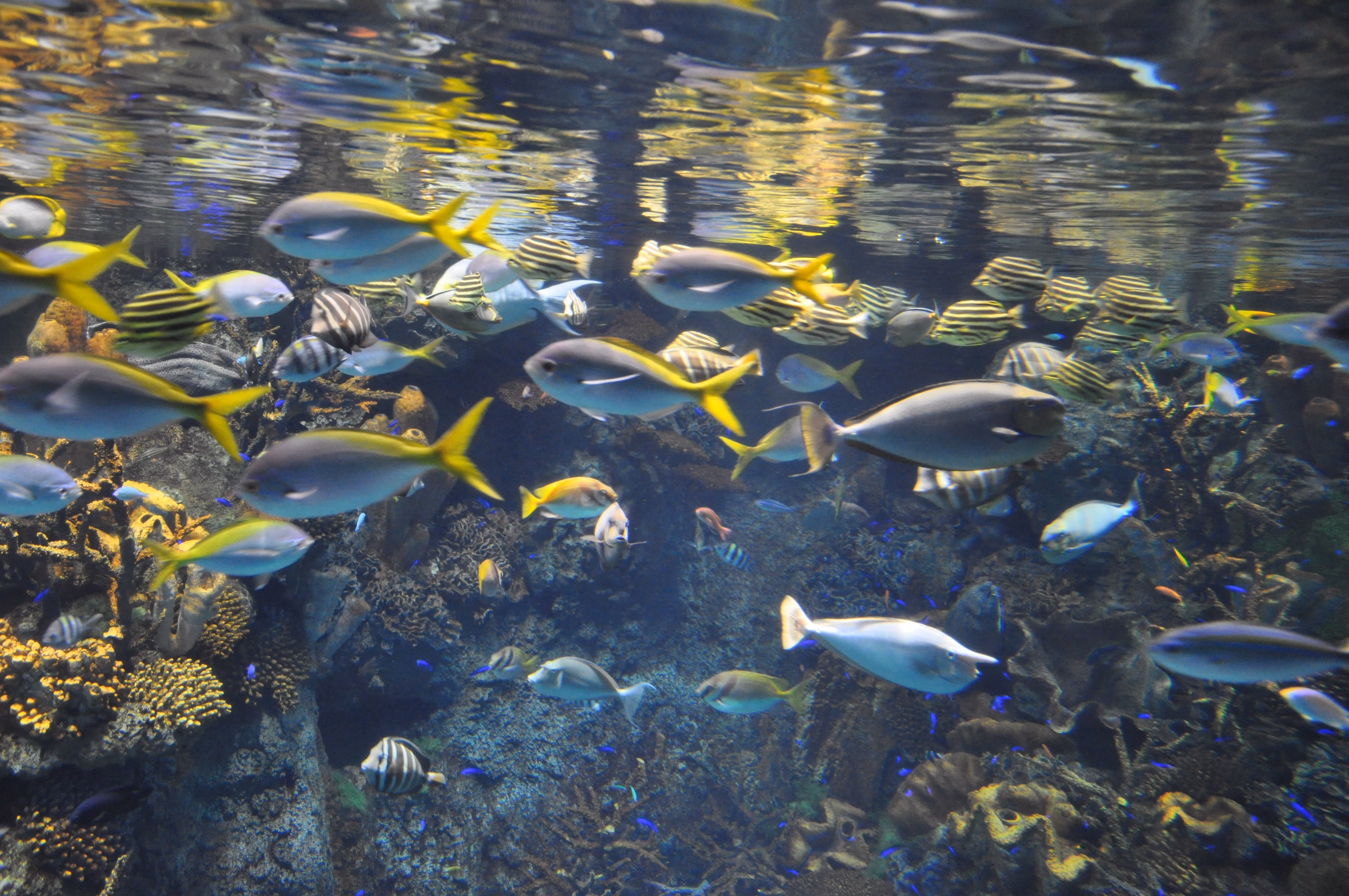 A third view of the large central tank at Osaka Aquarium Kaiyukan