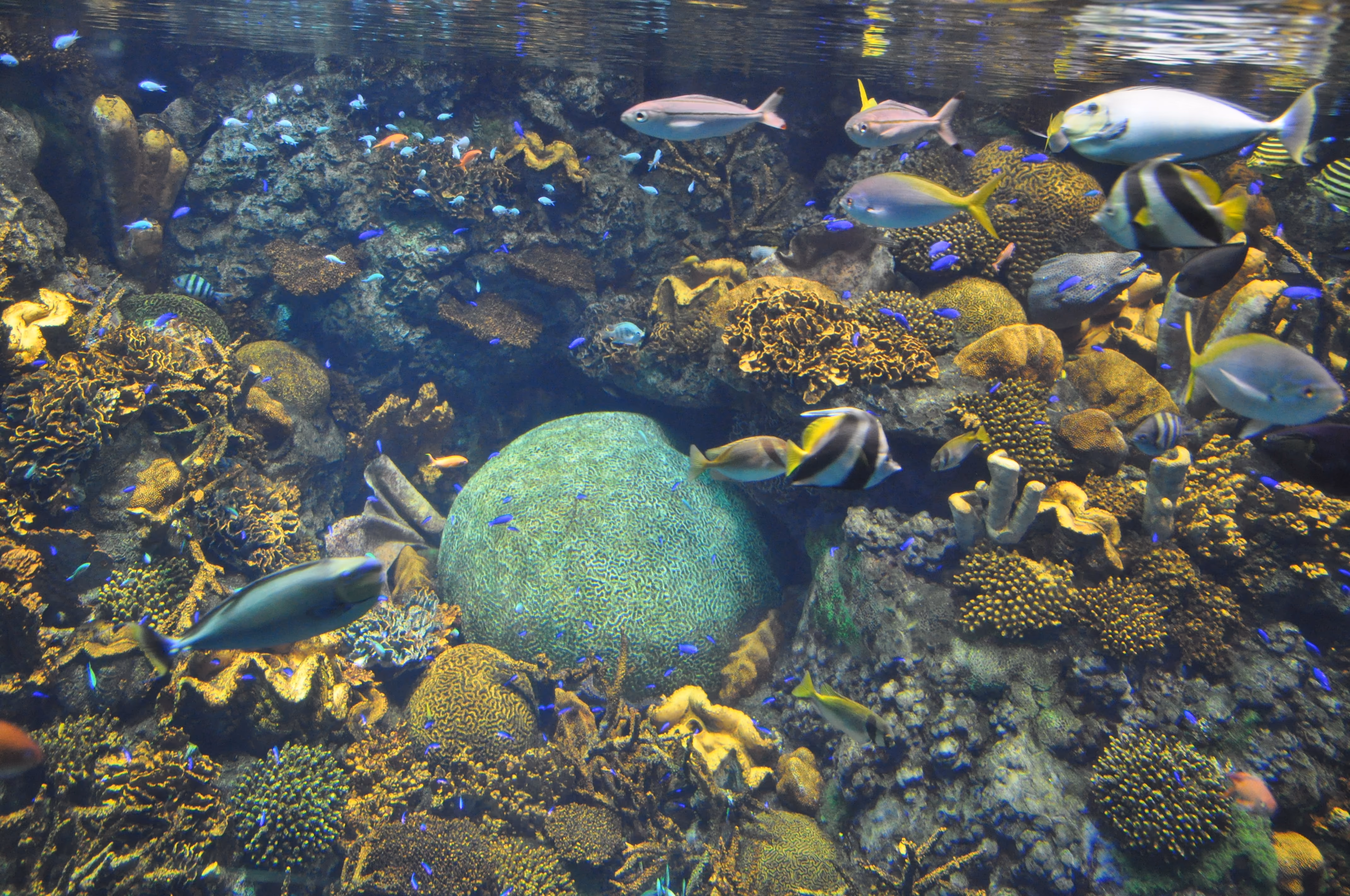 Wide view of the large central tank at Osaka Aquarium Kaiyukan