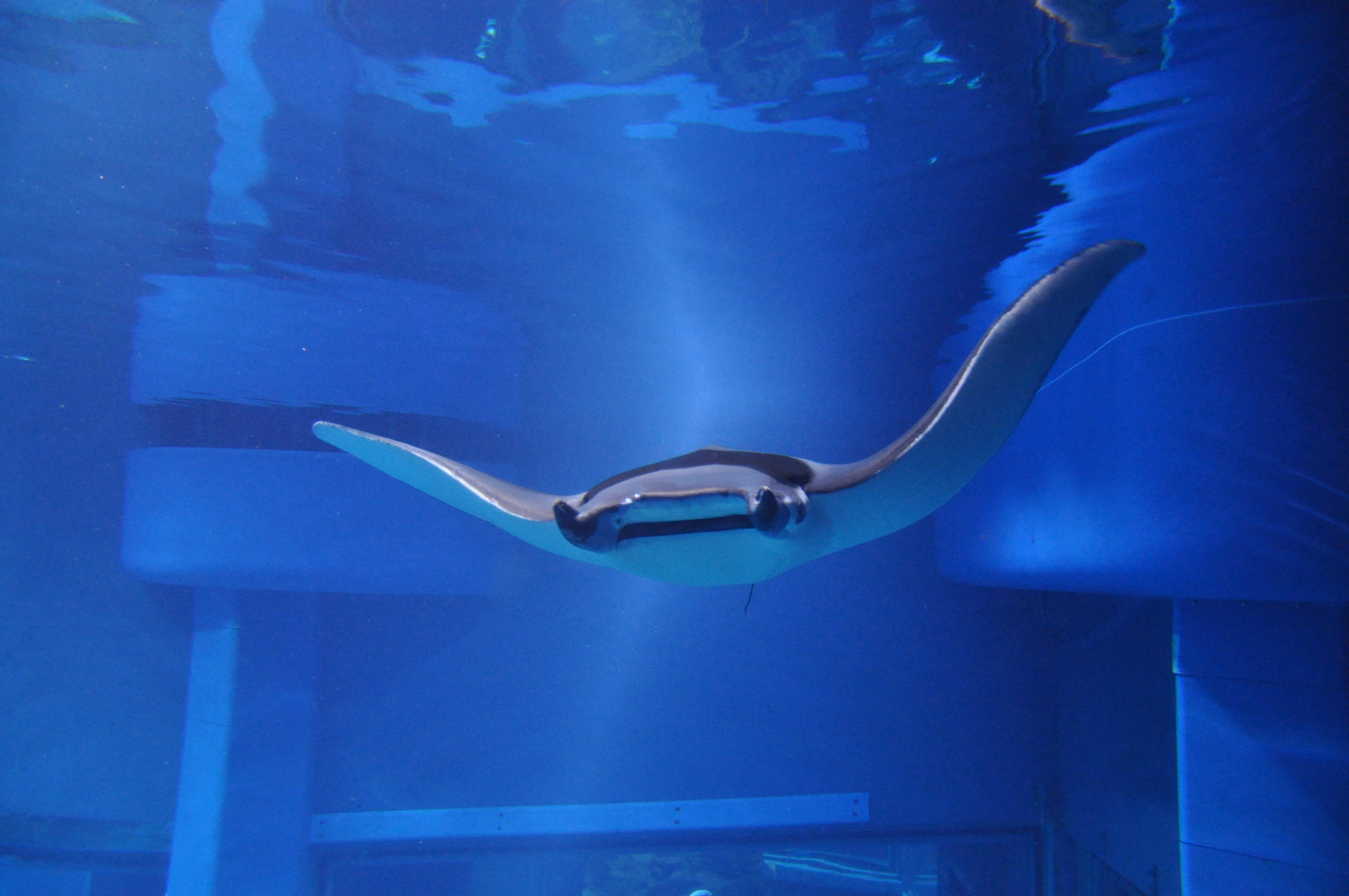 A stingray at Osaka Aquarium Kaiyukan