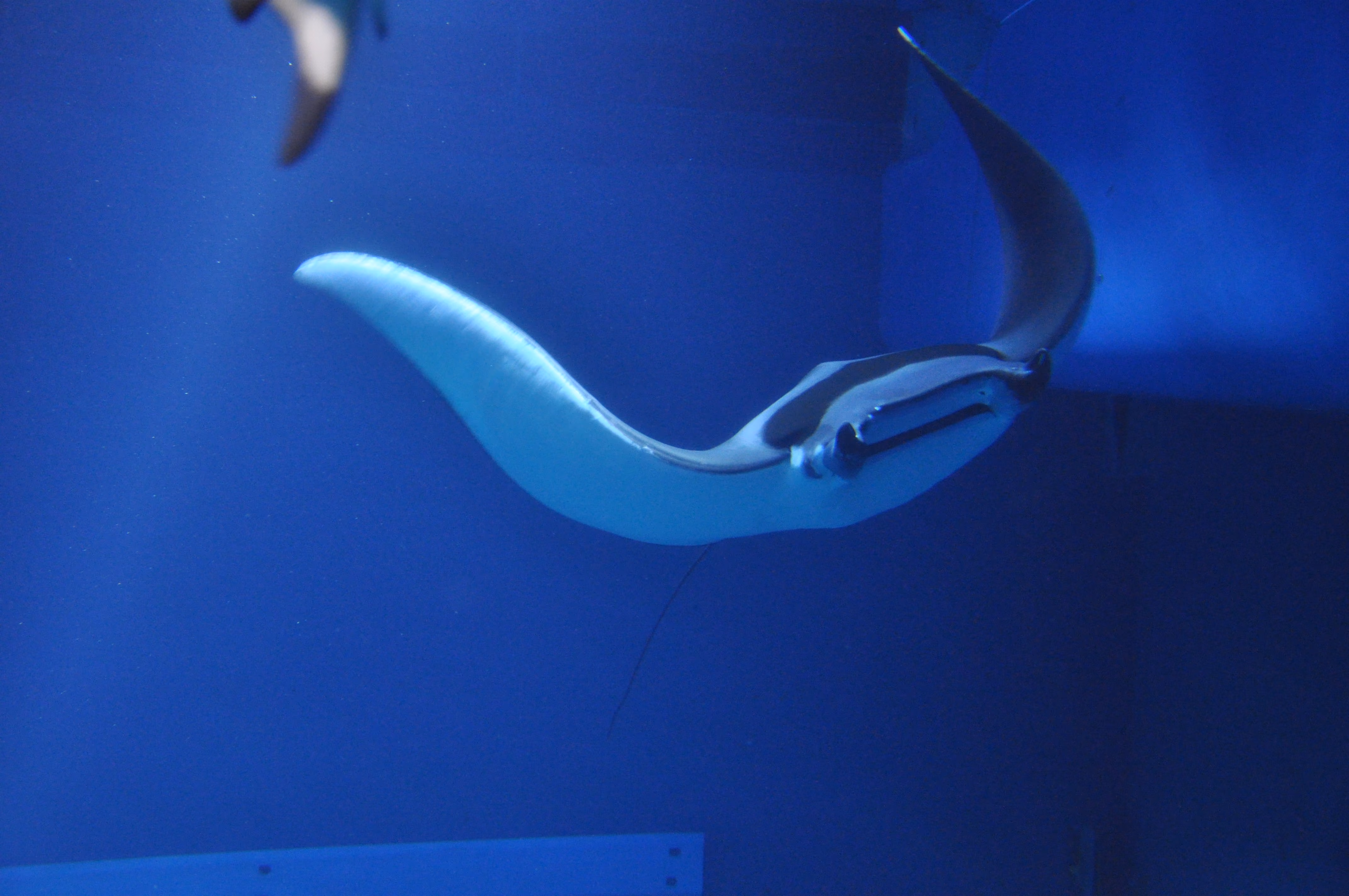 A second view of a stingray at Osaka Aquarium Kaiyukan