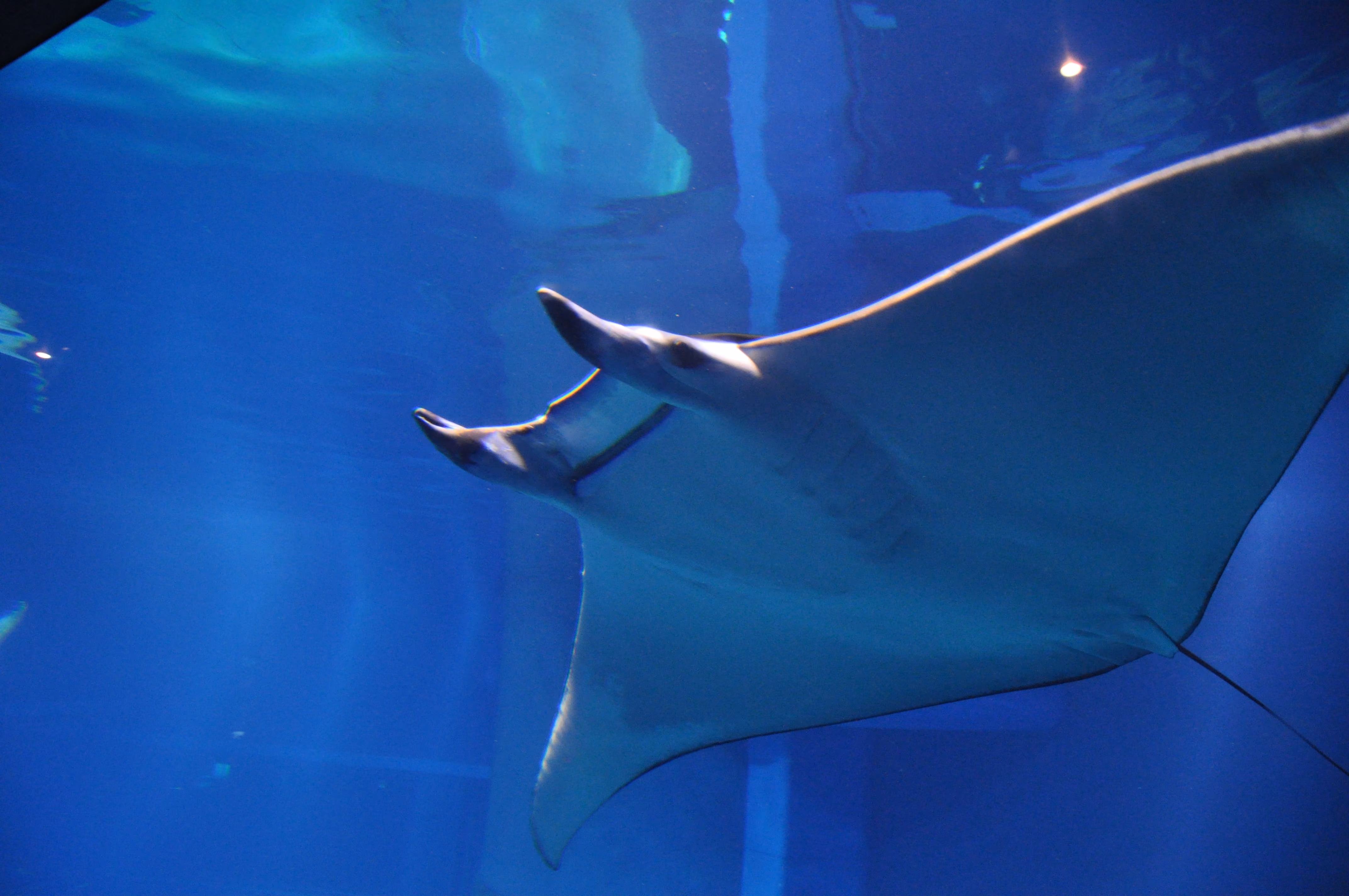 A third stingray at Osaka Aquarium Kaiyukan