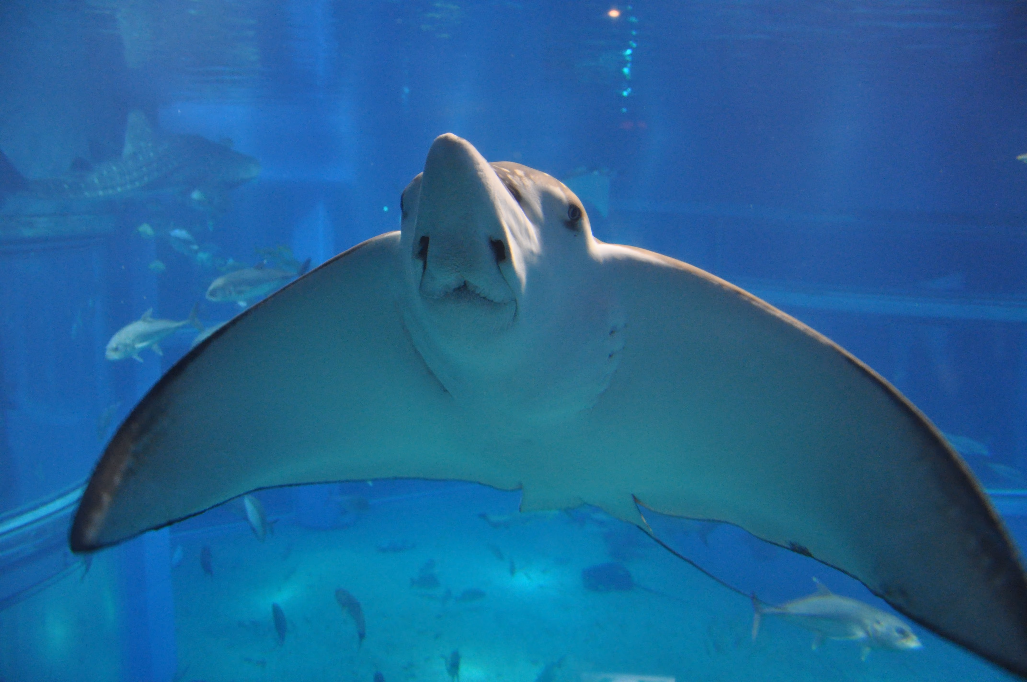 A fourth stingray at Osaka Aquarium Kaiyukan