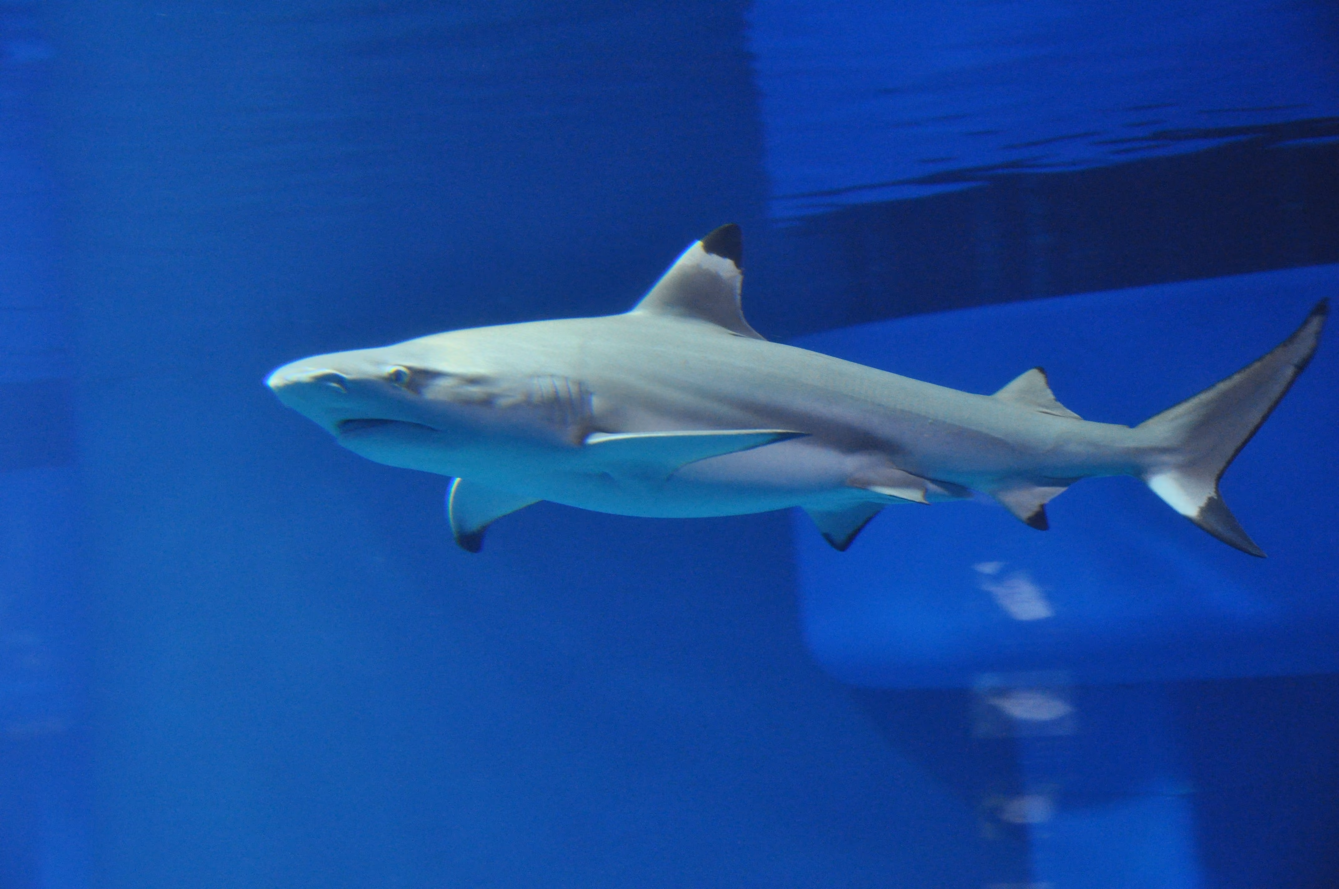 A shark at Osaka Aquarium Kaiyukan