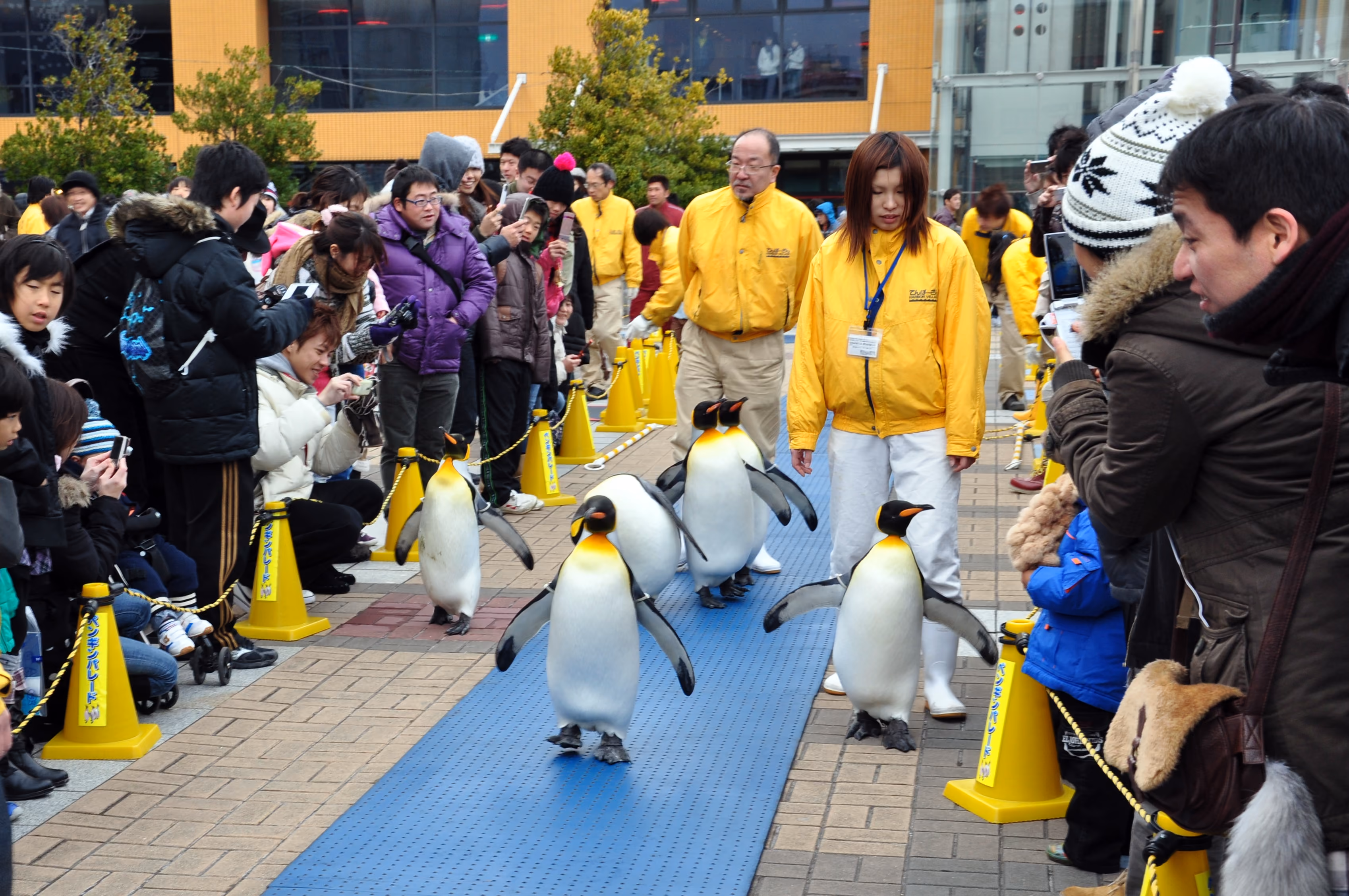 Penguins in their enclosure at Osaka Aquarium Kaiyukan