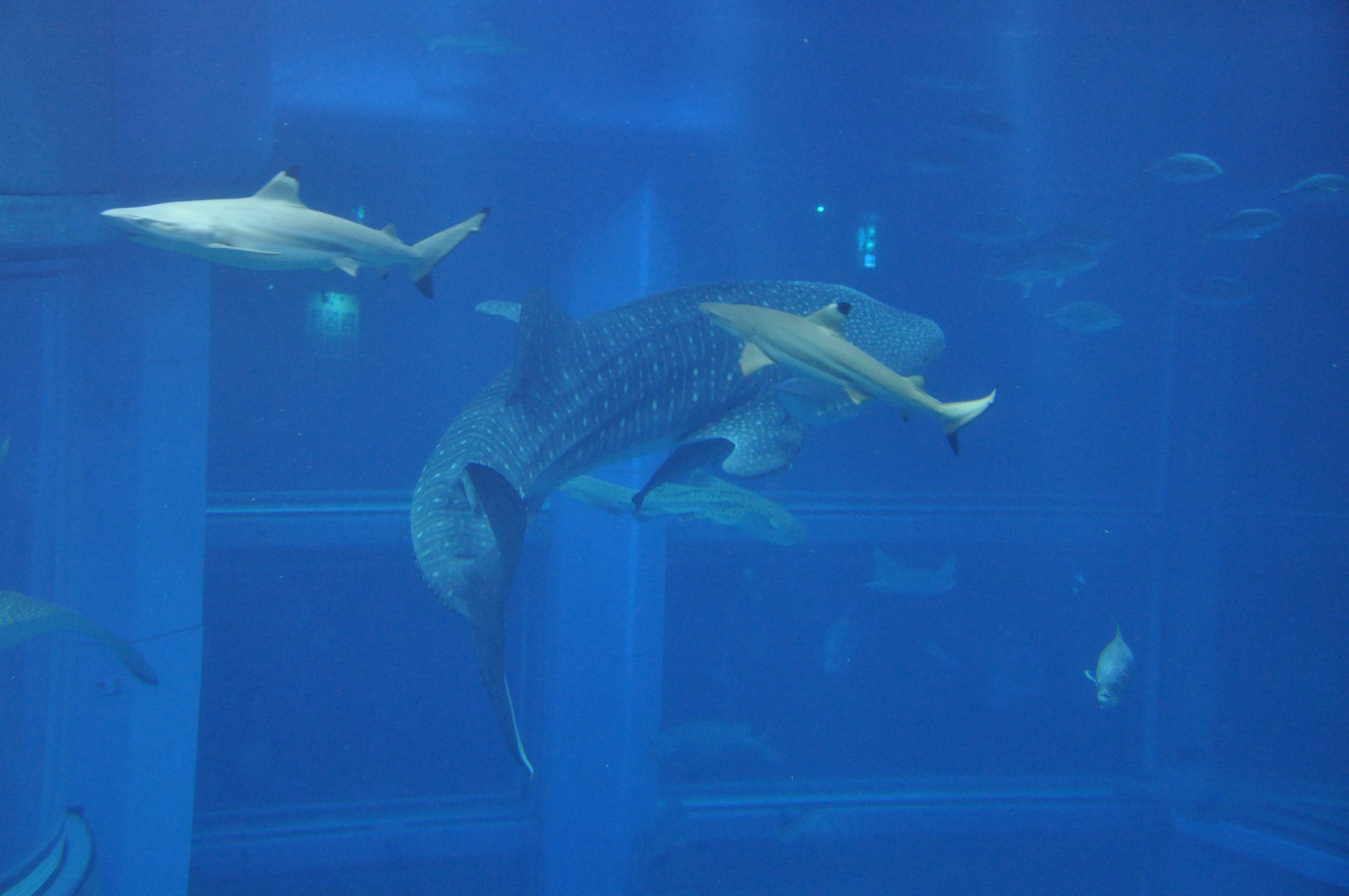 A whale shark in the main tank at Osaka Aquarium Kaiyukan