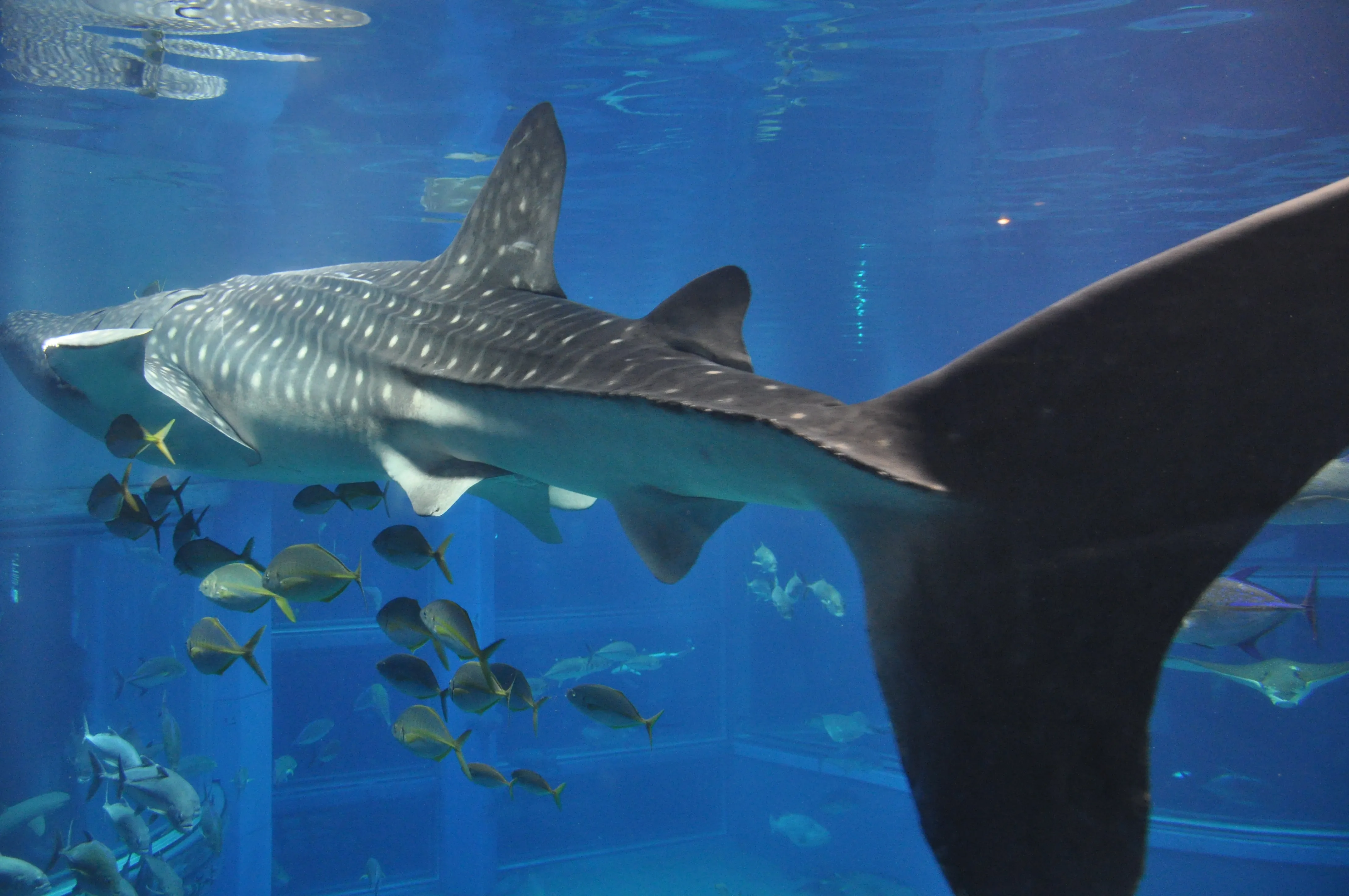 Osaka Aquarium Kaiyukan