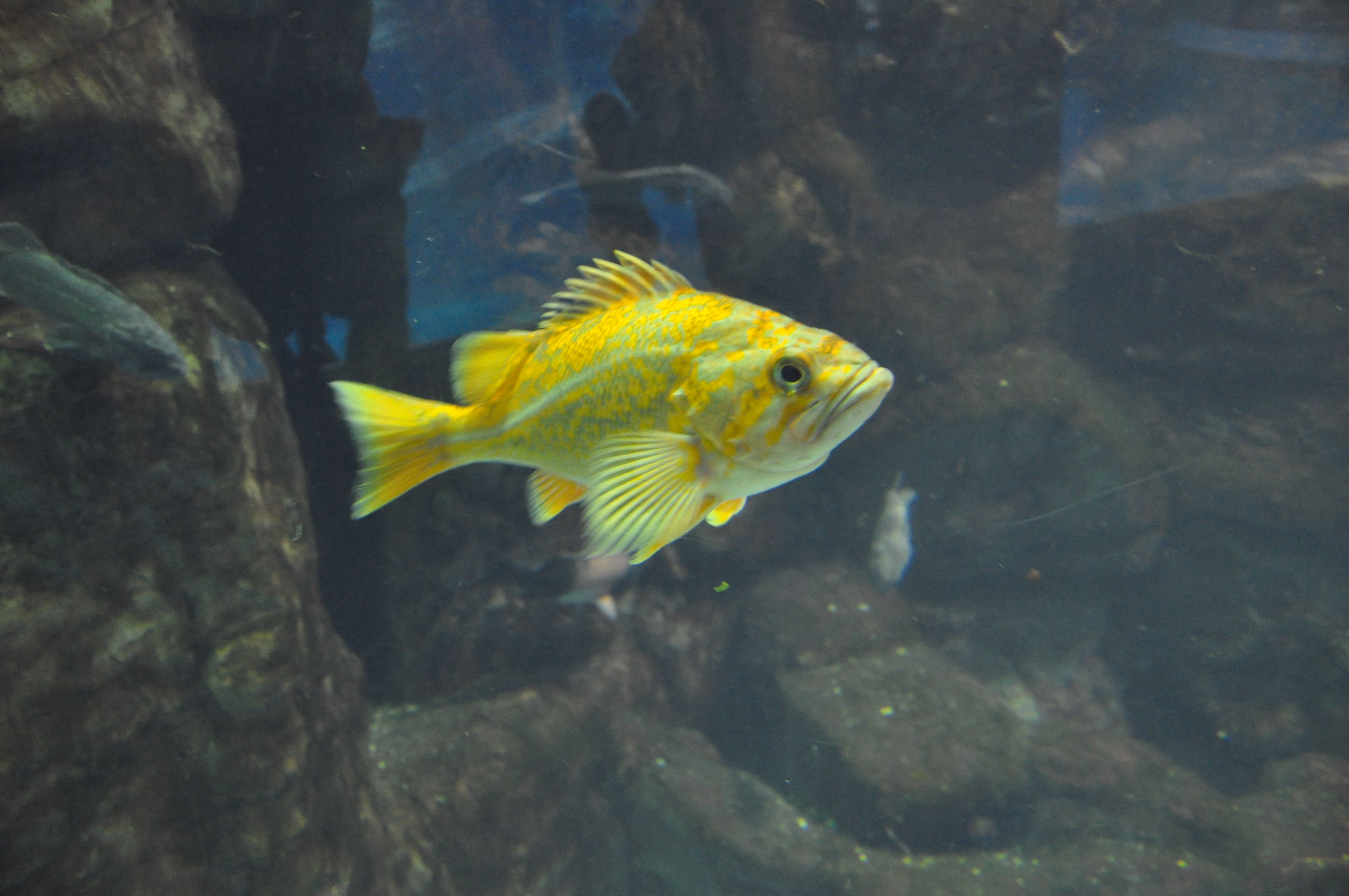 Fish at Osaka Aquarium Kaiyukan