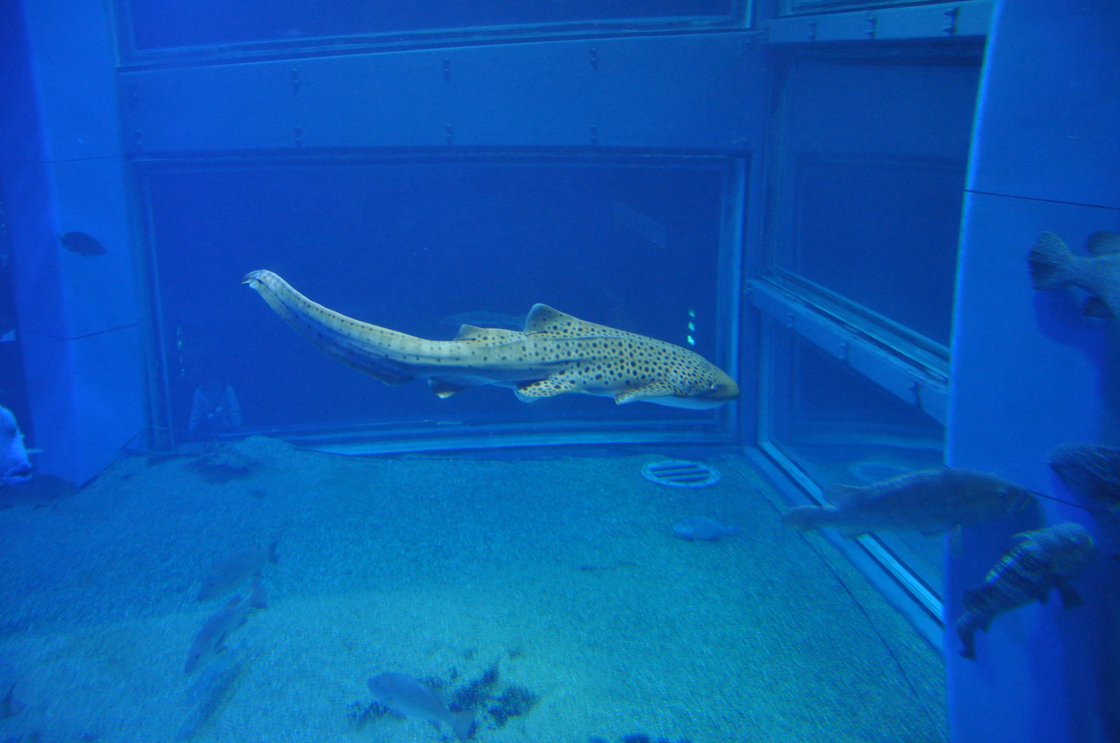 A second view of fish at Osaka Aquarium Kaiyukan