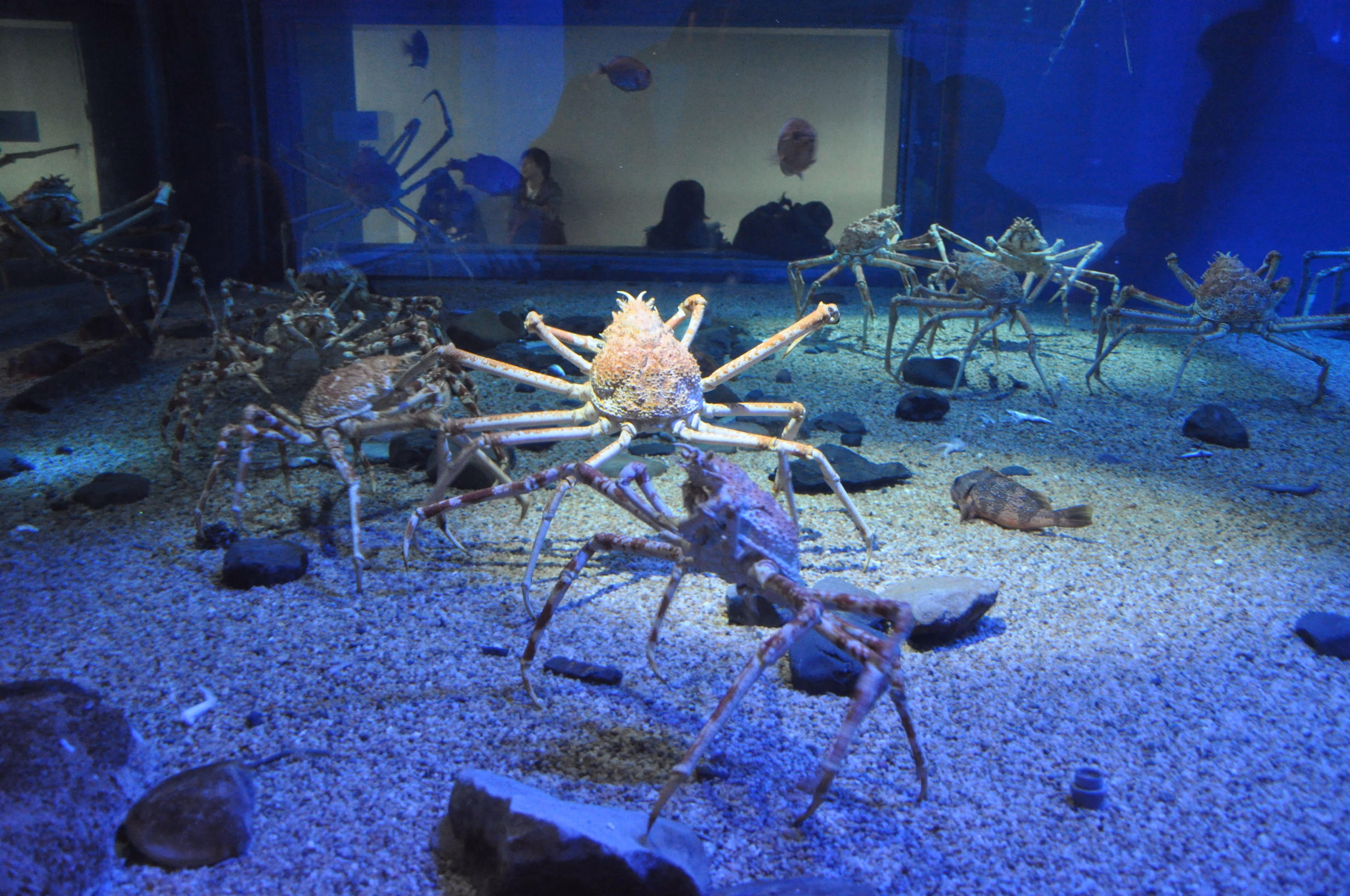 A crab at Osaka Aquarium Kaiyukan