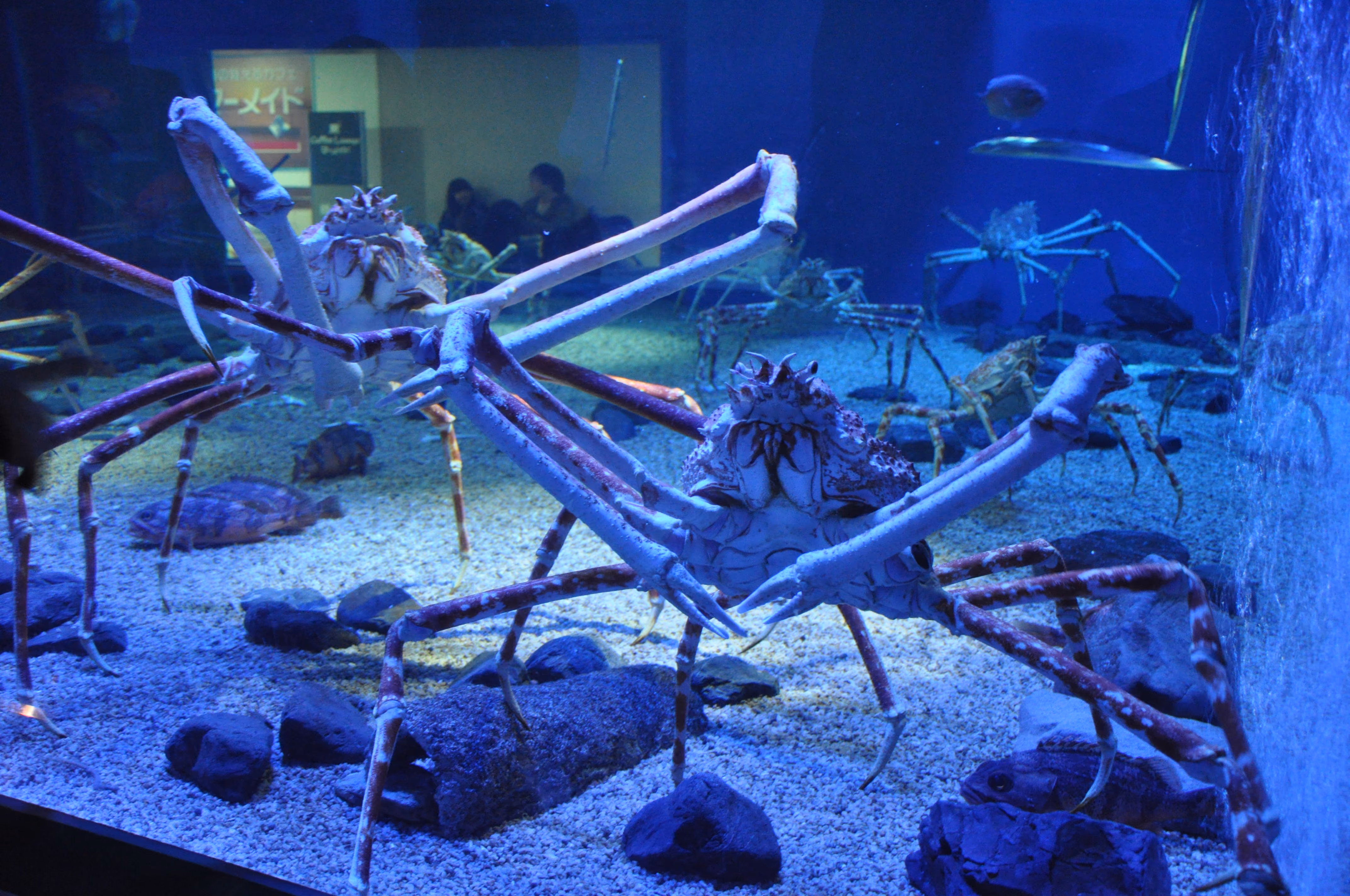 A second view of a crab at Osaka Aquarium Kaiyukan