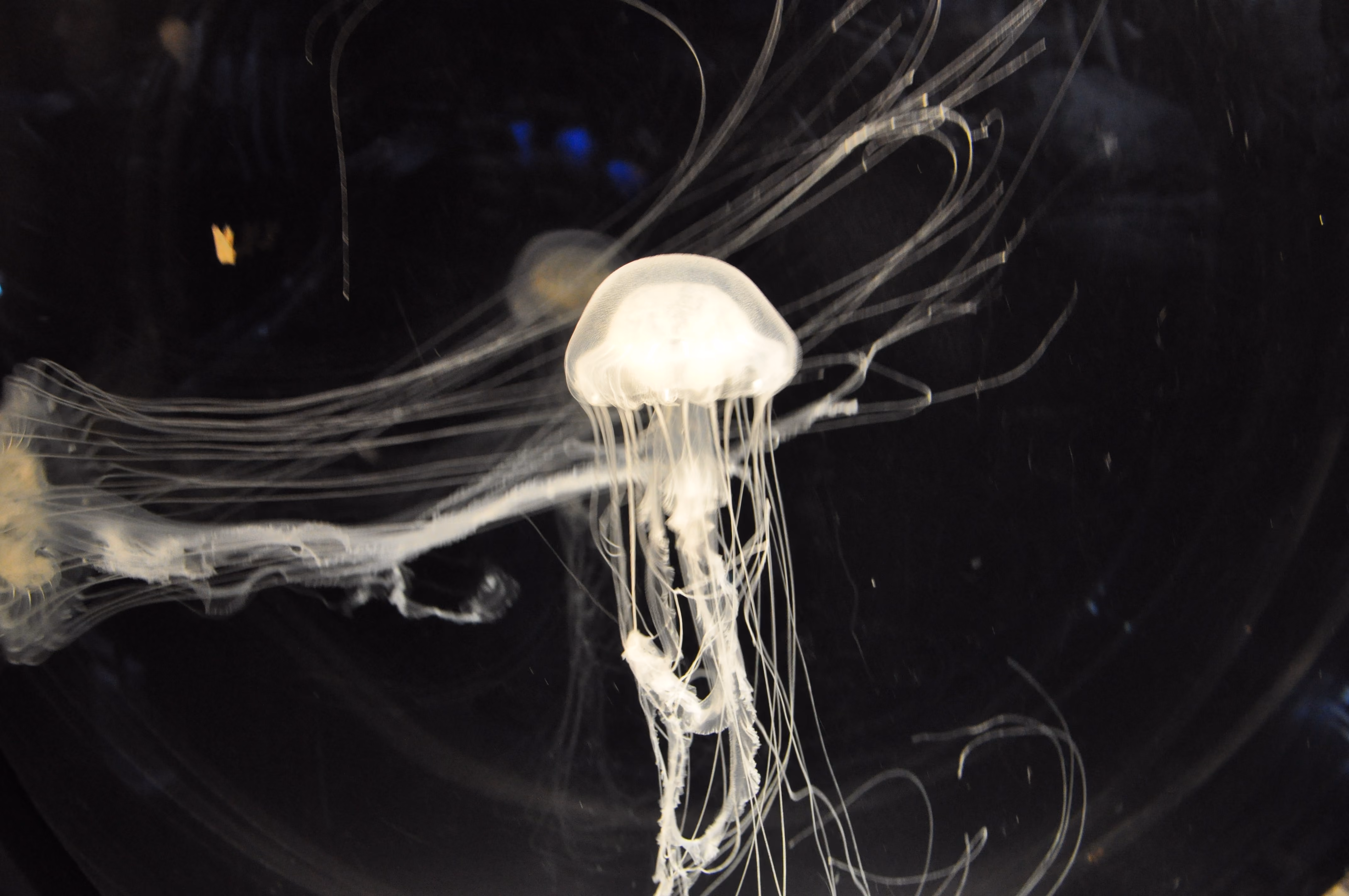 A jellyfish at Osaka Aquarium Kaiyukan