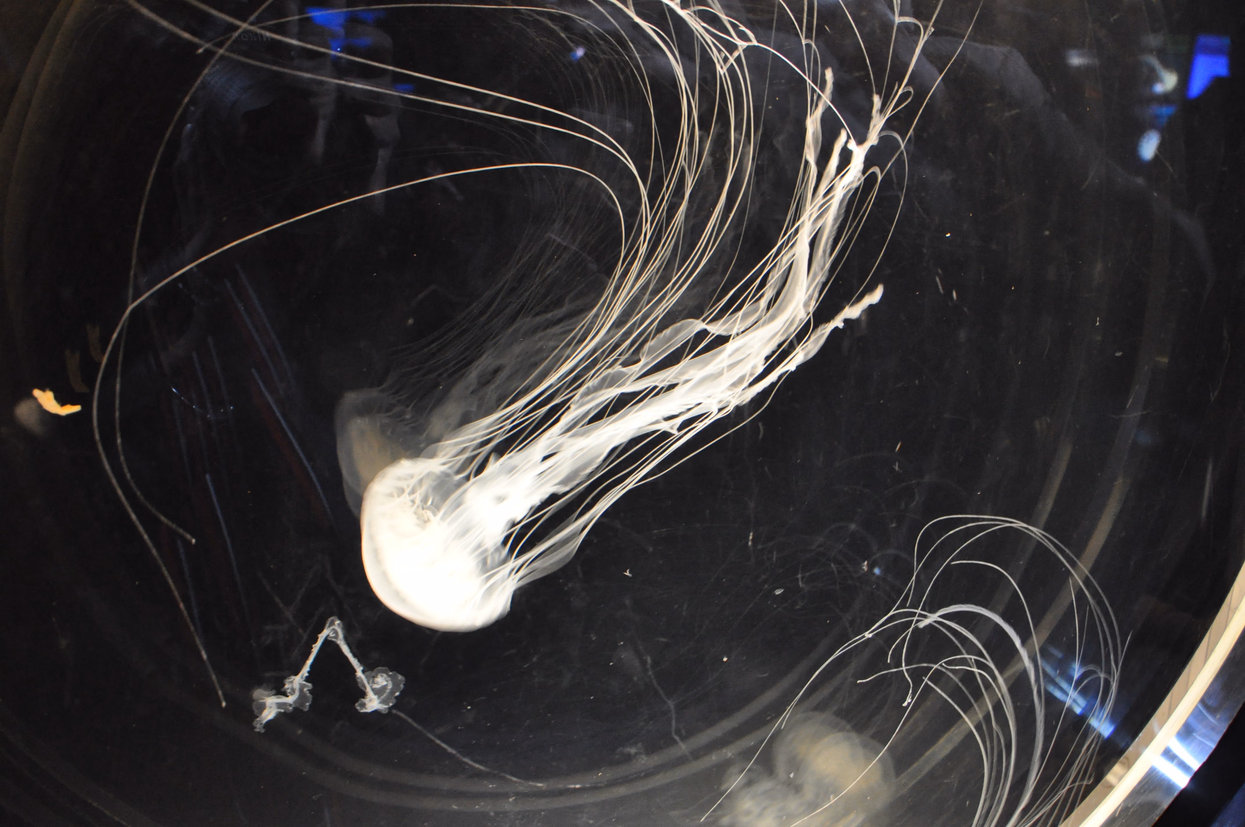 A second jellyfish at Osaka Aquarium Kaiyukan