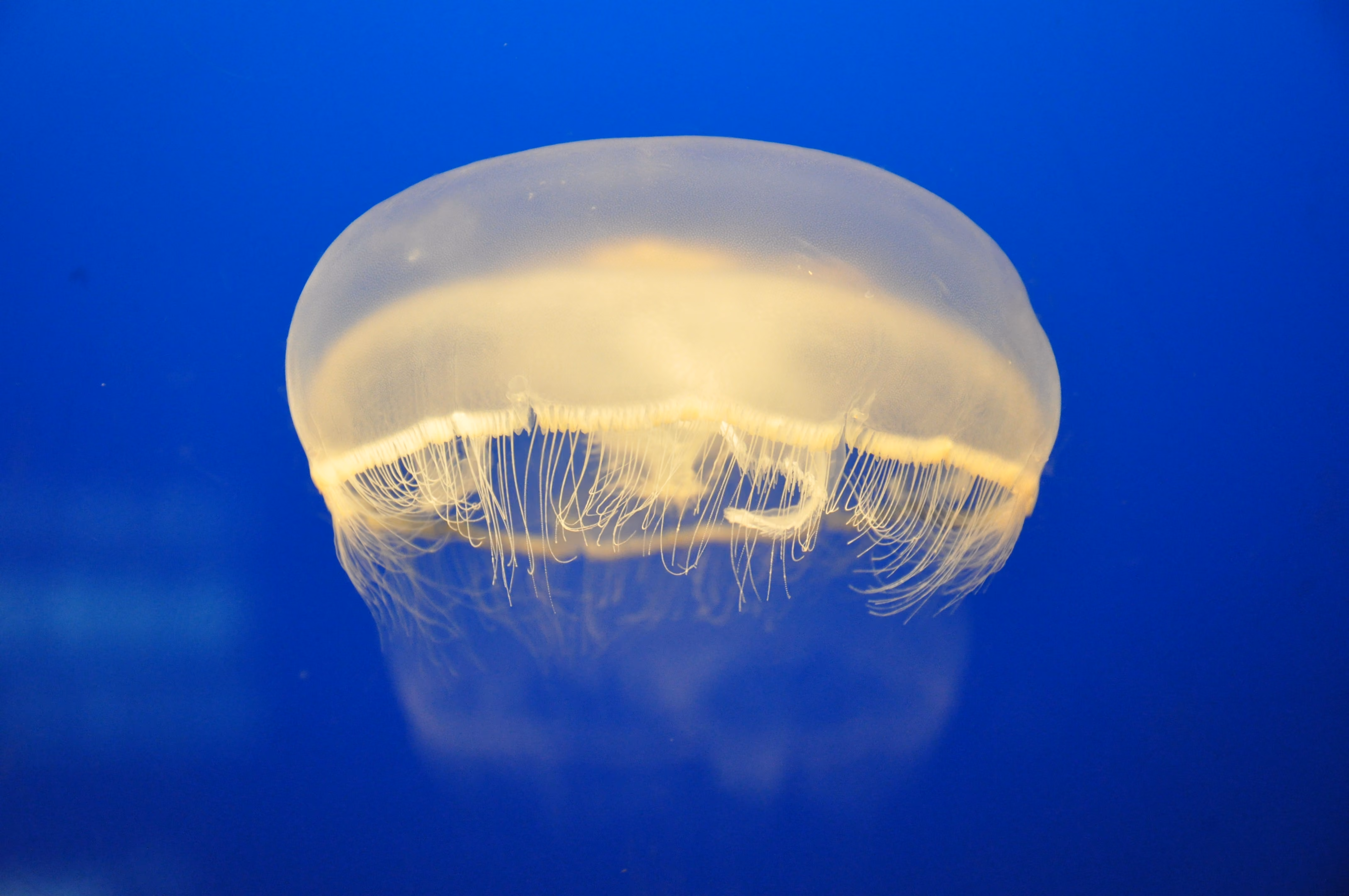 Wide view of jellyfish at Osaka Aquarium Kaiyukan