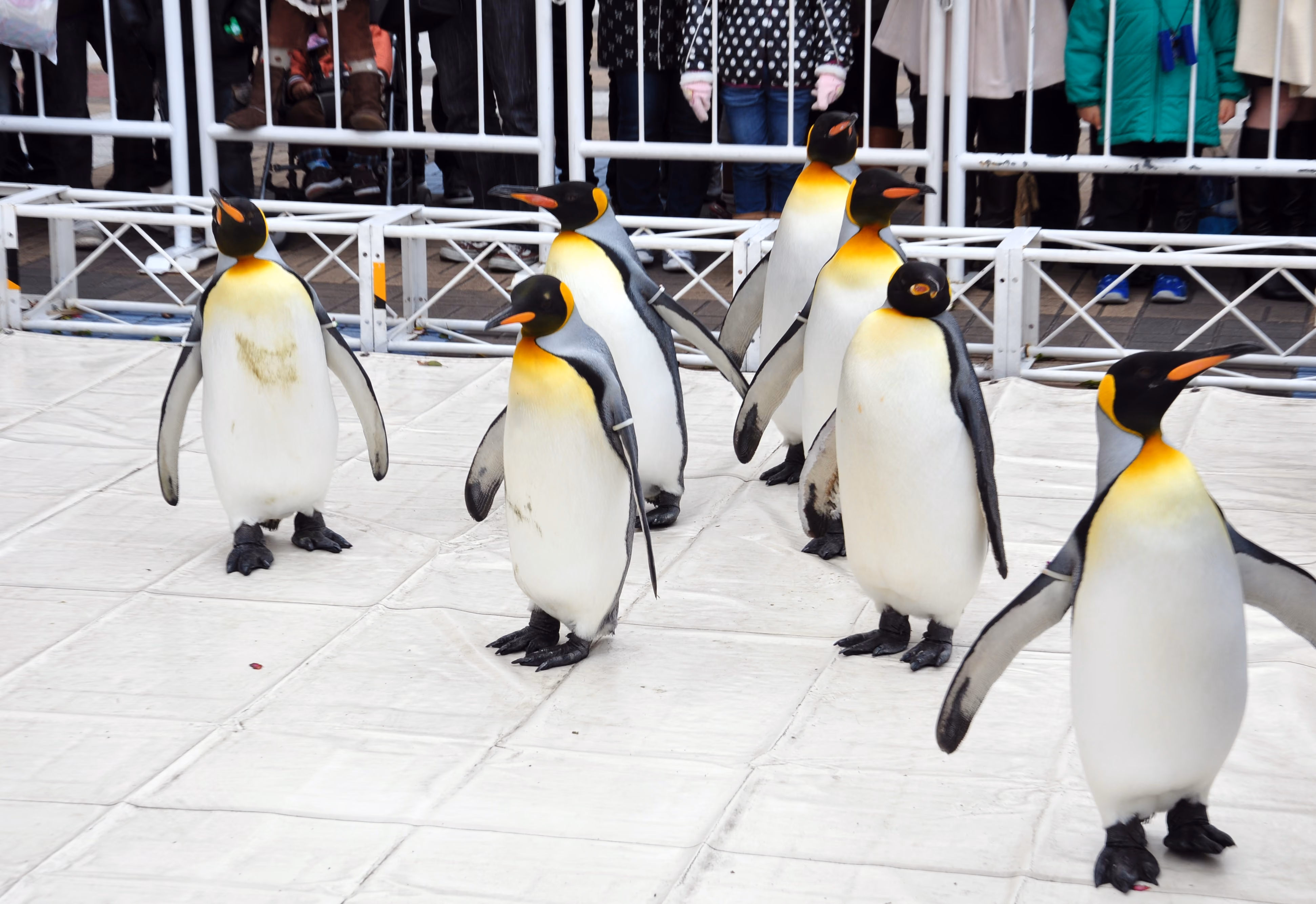 Wide view of the penguin enclosure at Osaka Aquarium Kaiyukan