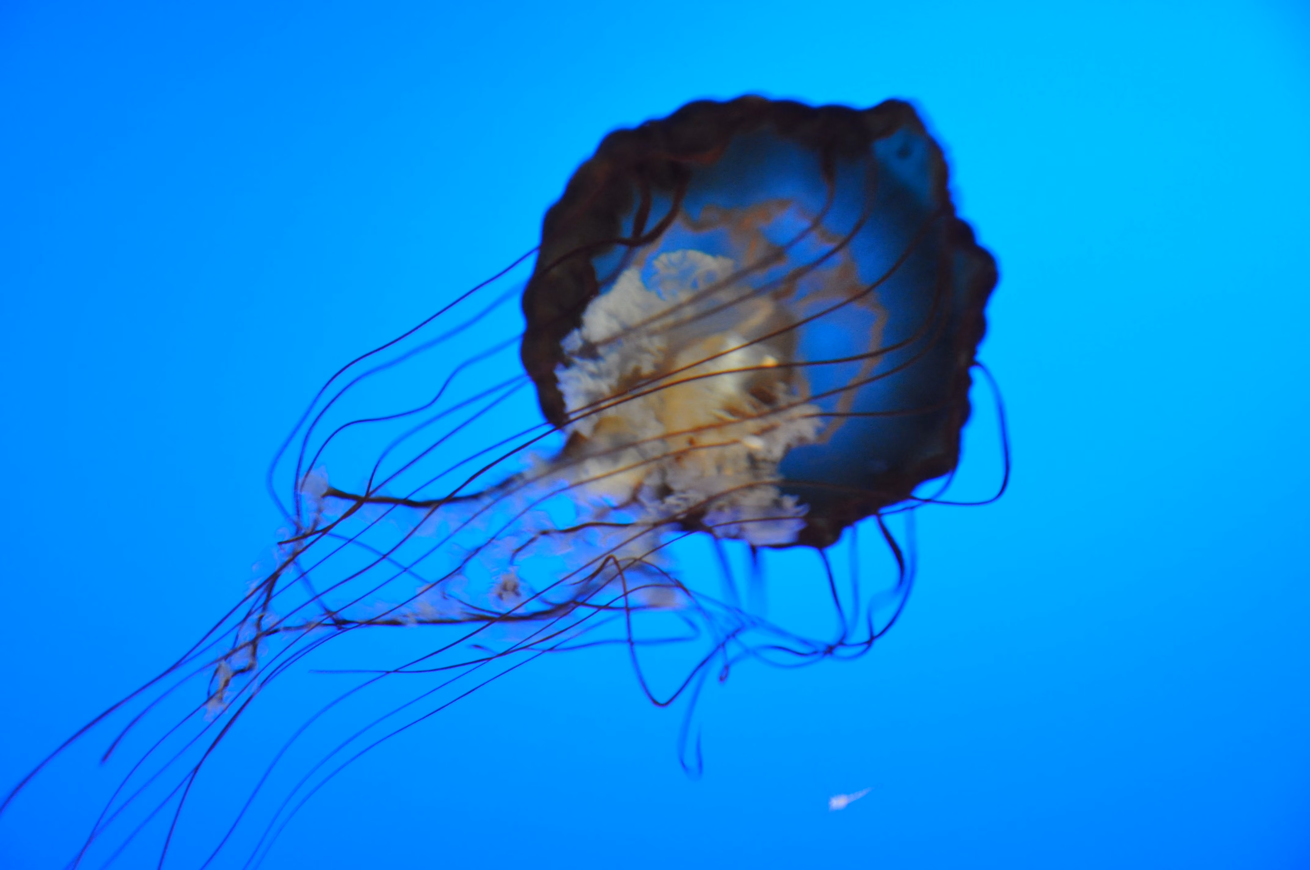 A jellyfish, slow shutter, at Osaka Aquarium Kaiyukan