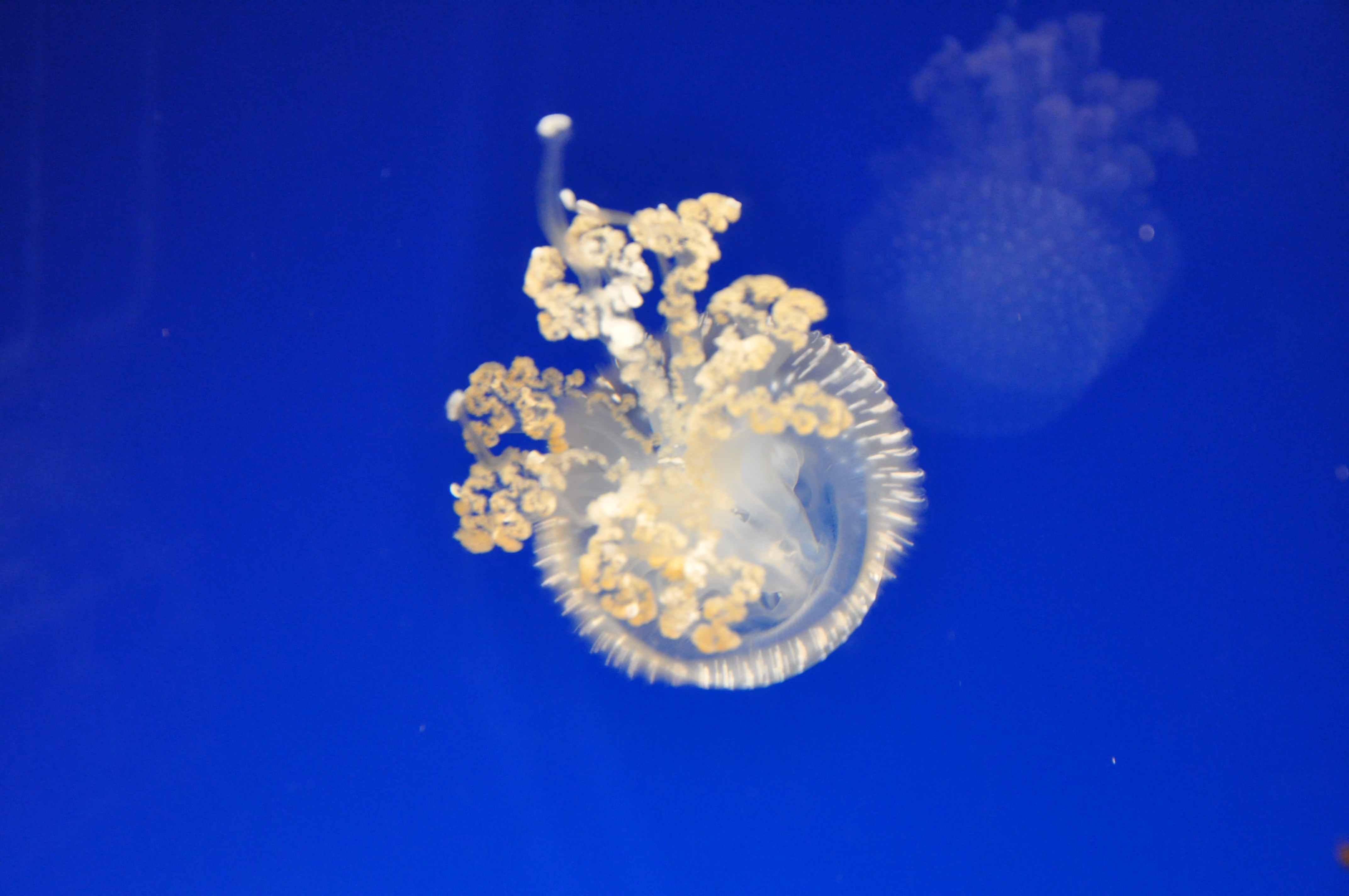 A second jellyfish, slow shutter, at Osaka Aquarium Kaiyukan
