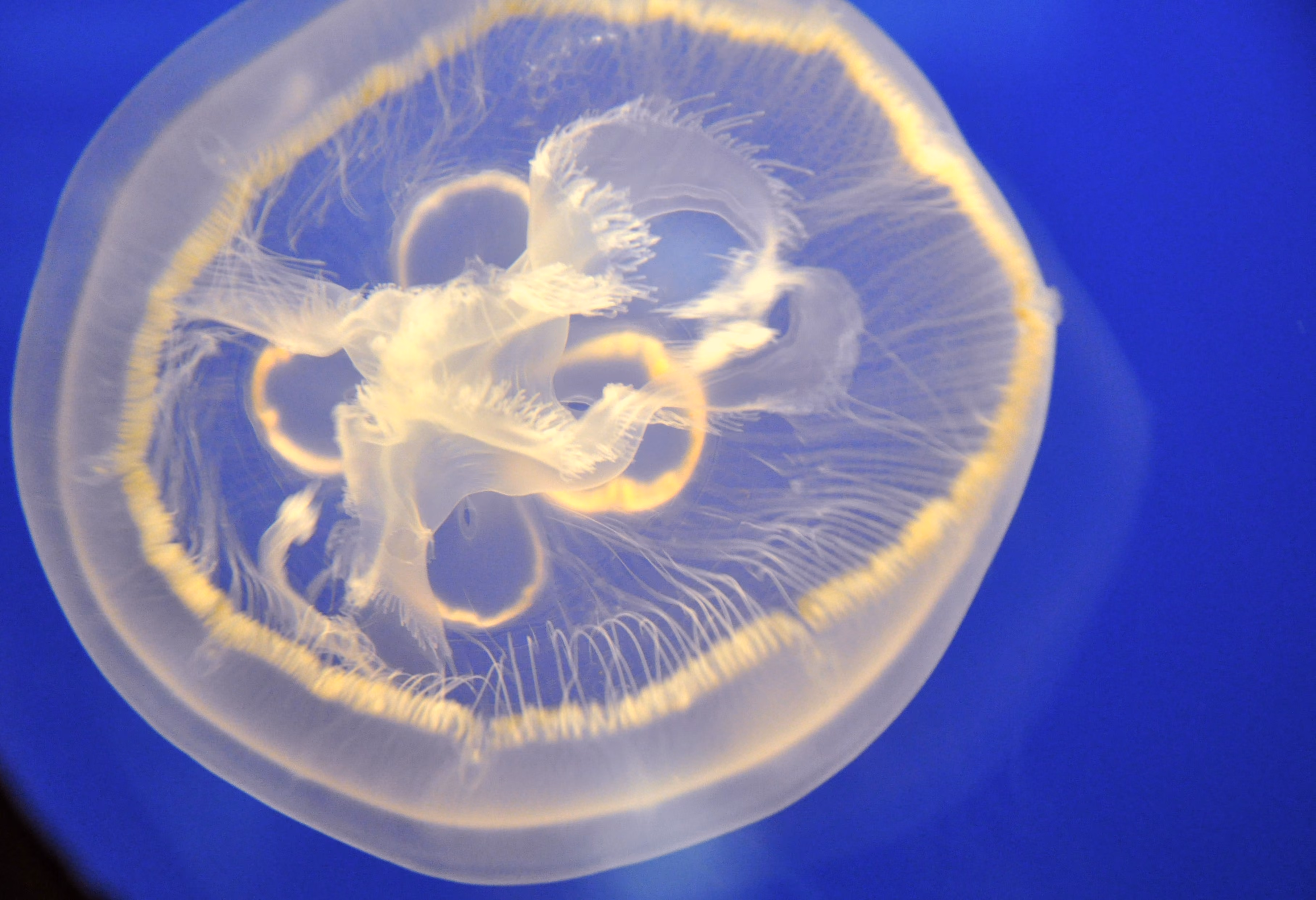 A jellyfish in another tank at Osaka Aquarium Kaiyukan