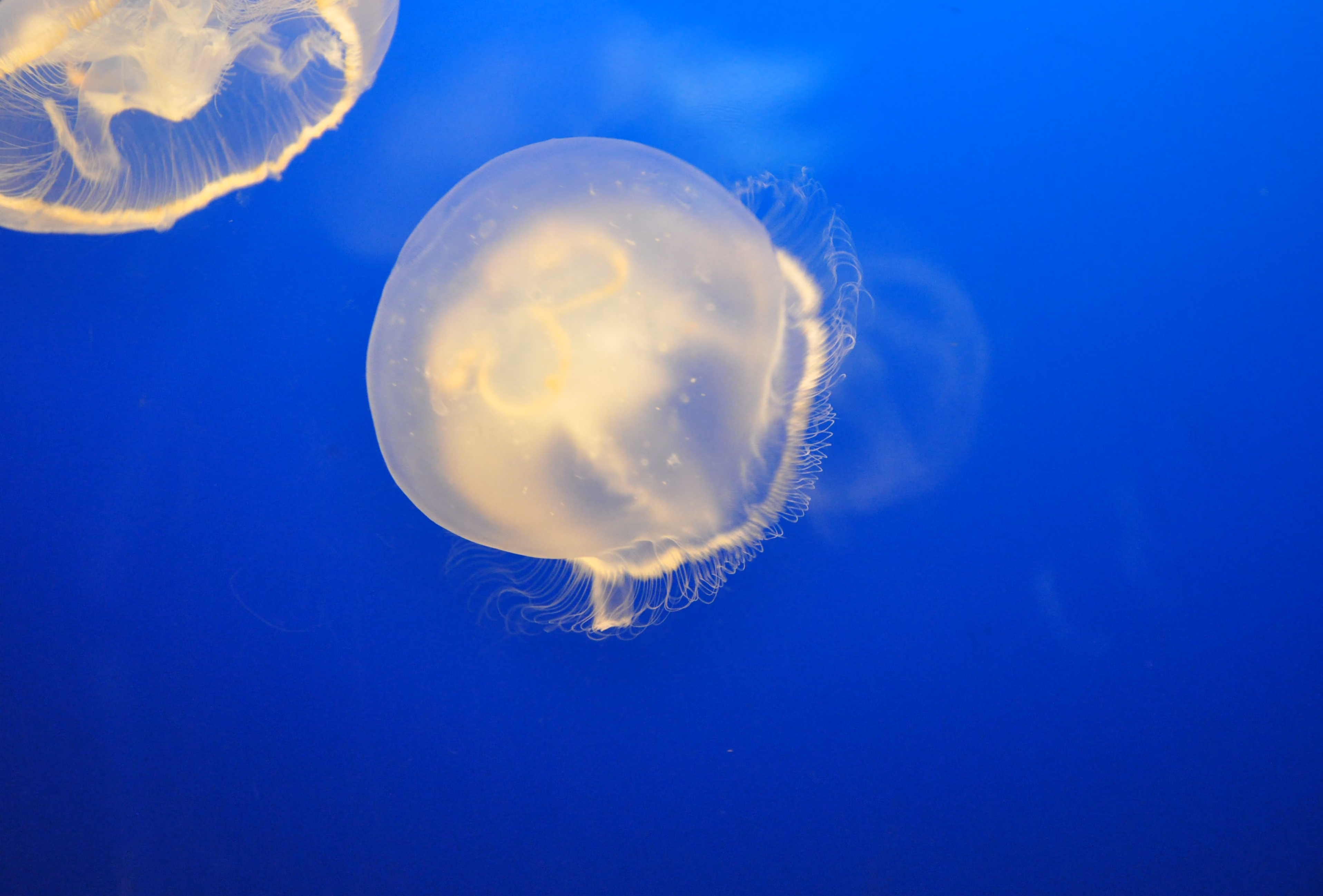 A second jellyfish in another tank at Osaka Aquarium Kaiyukan