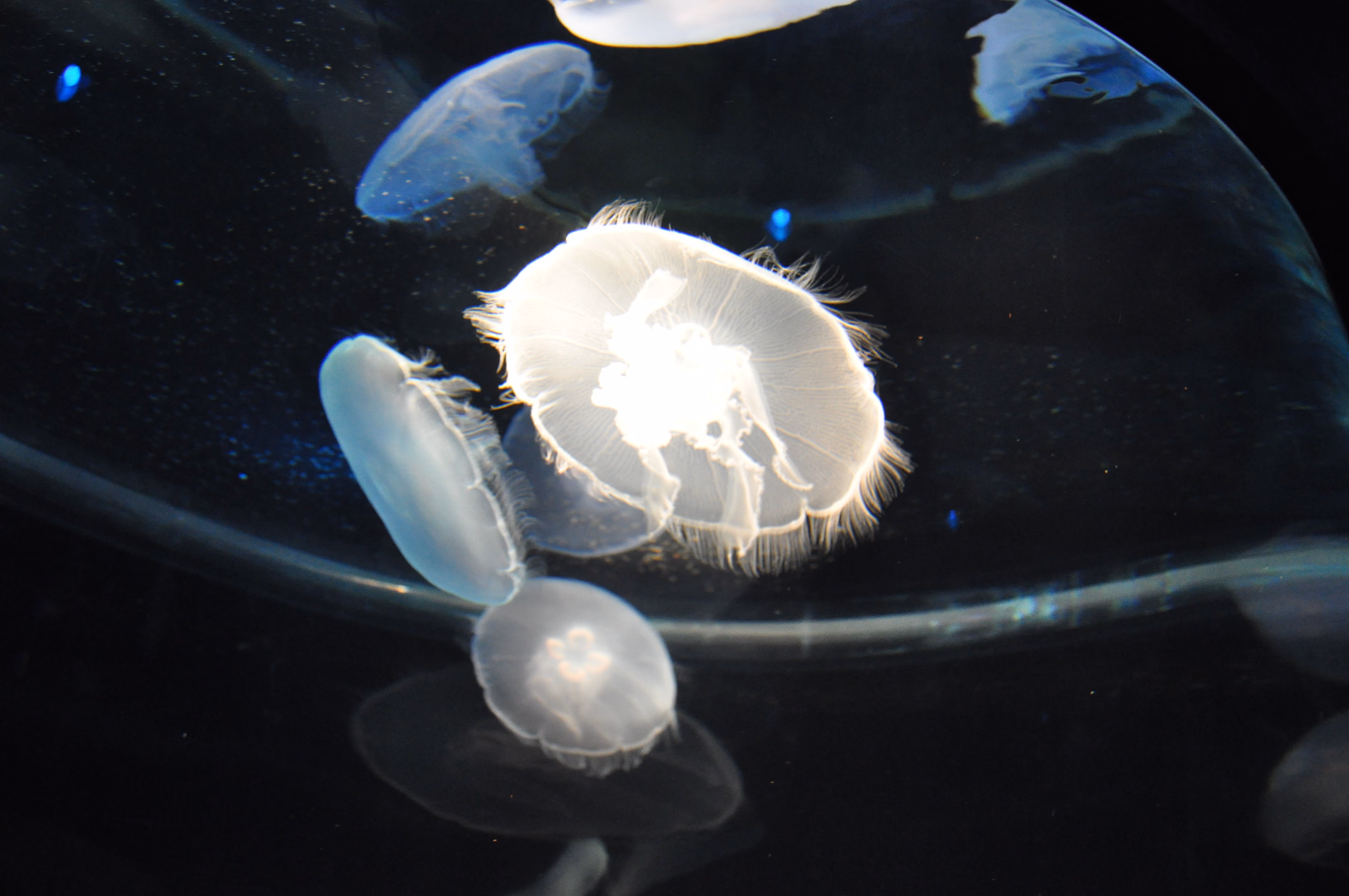 A final wide view of jellyfish at Osaka Aquarium Kaiyukan