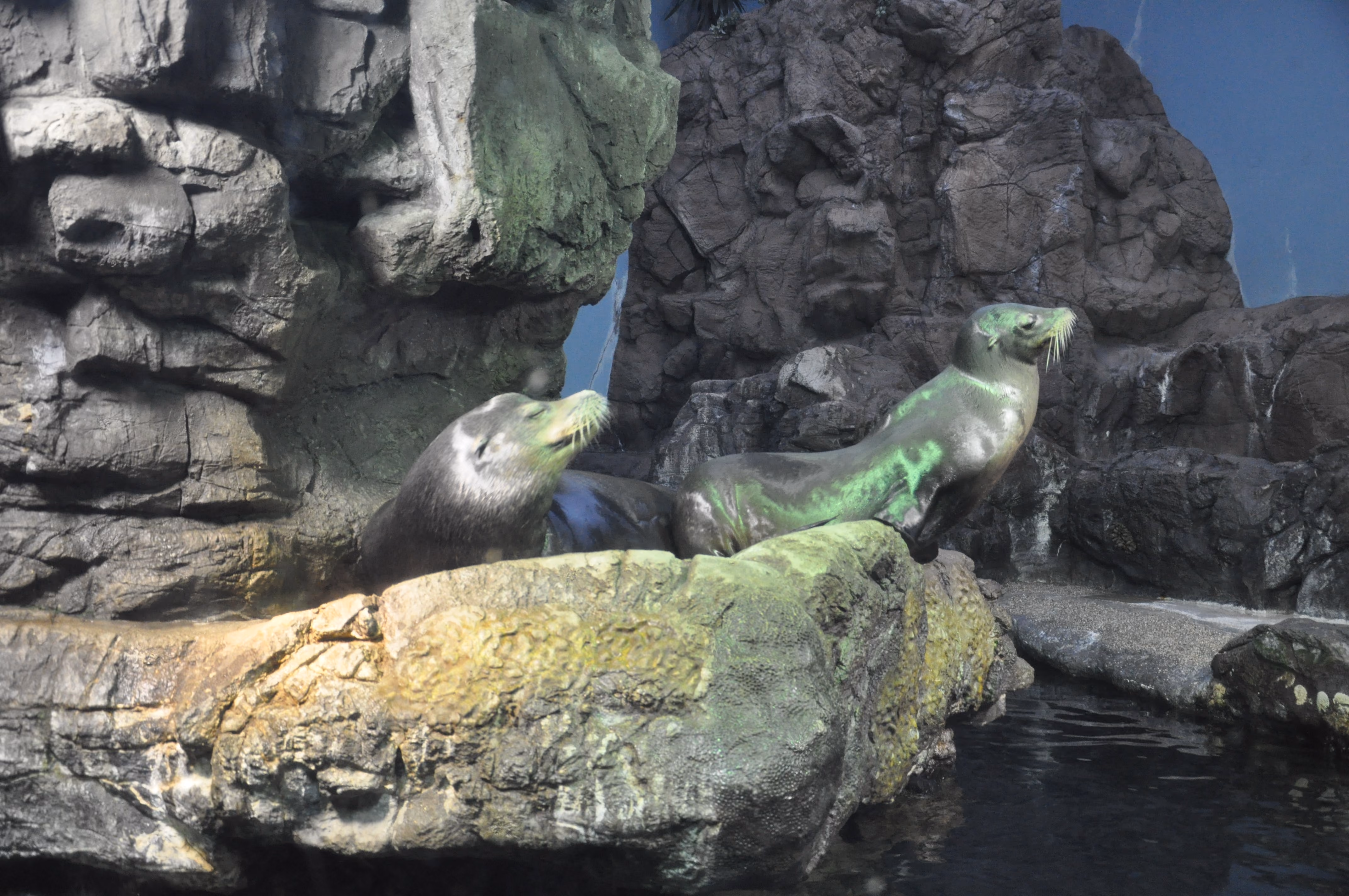 A sea lion at Osaka Aquarium Kaiyukan
