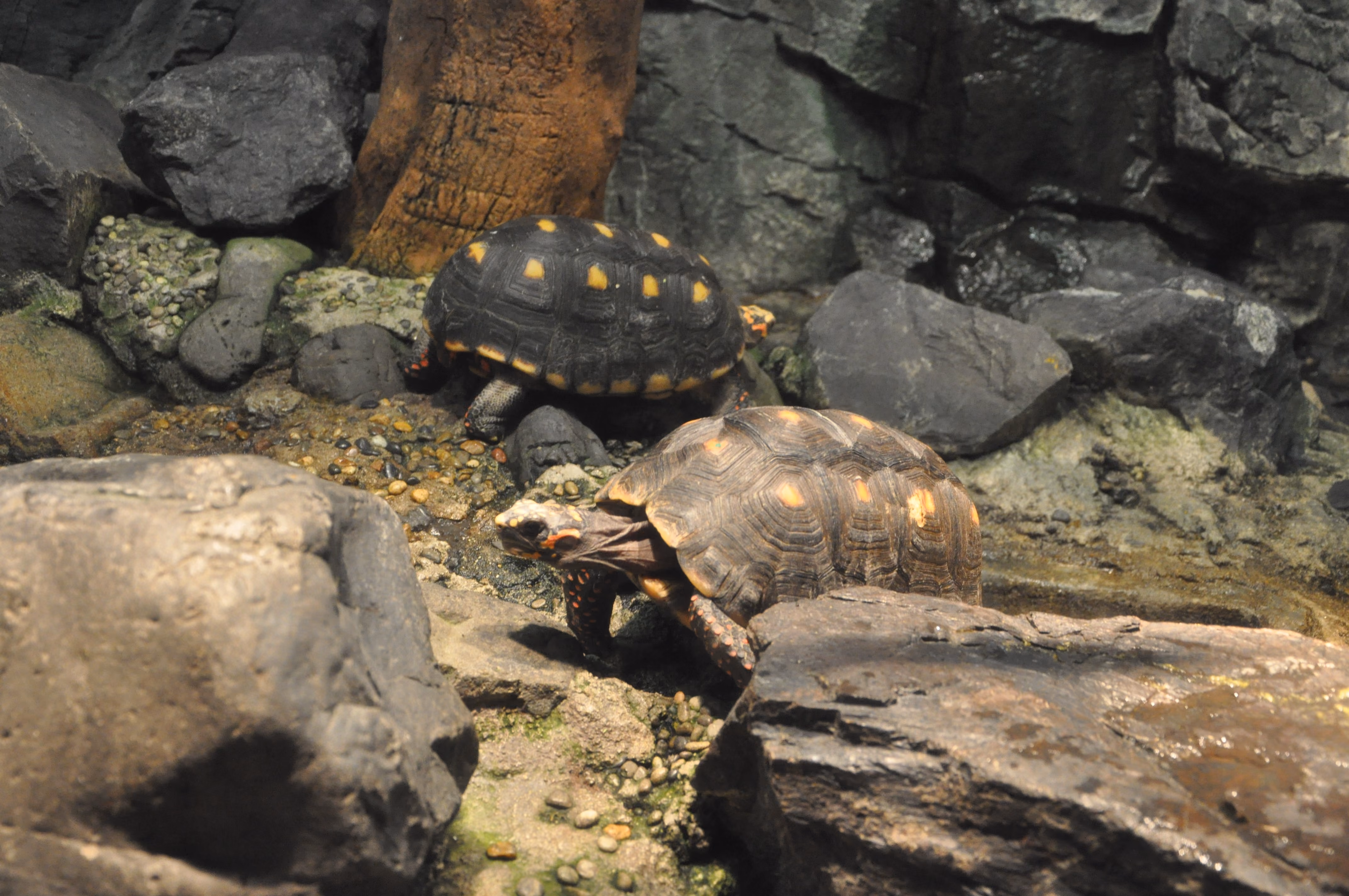 A tortoise at Osaka Aquarium Kaiyukan