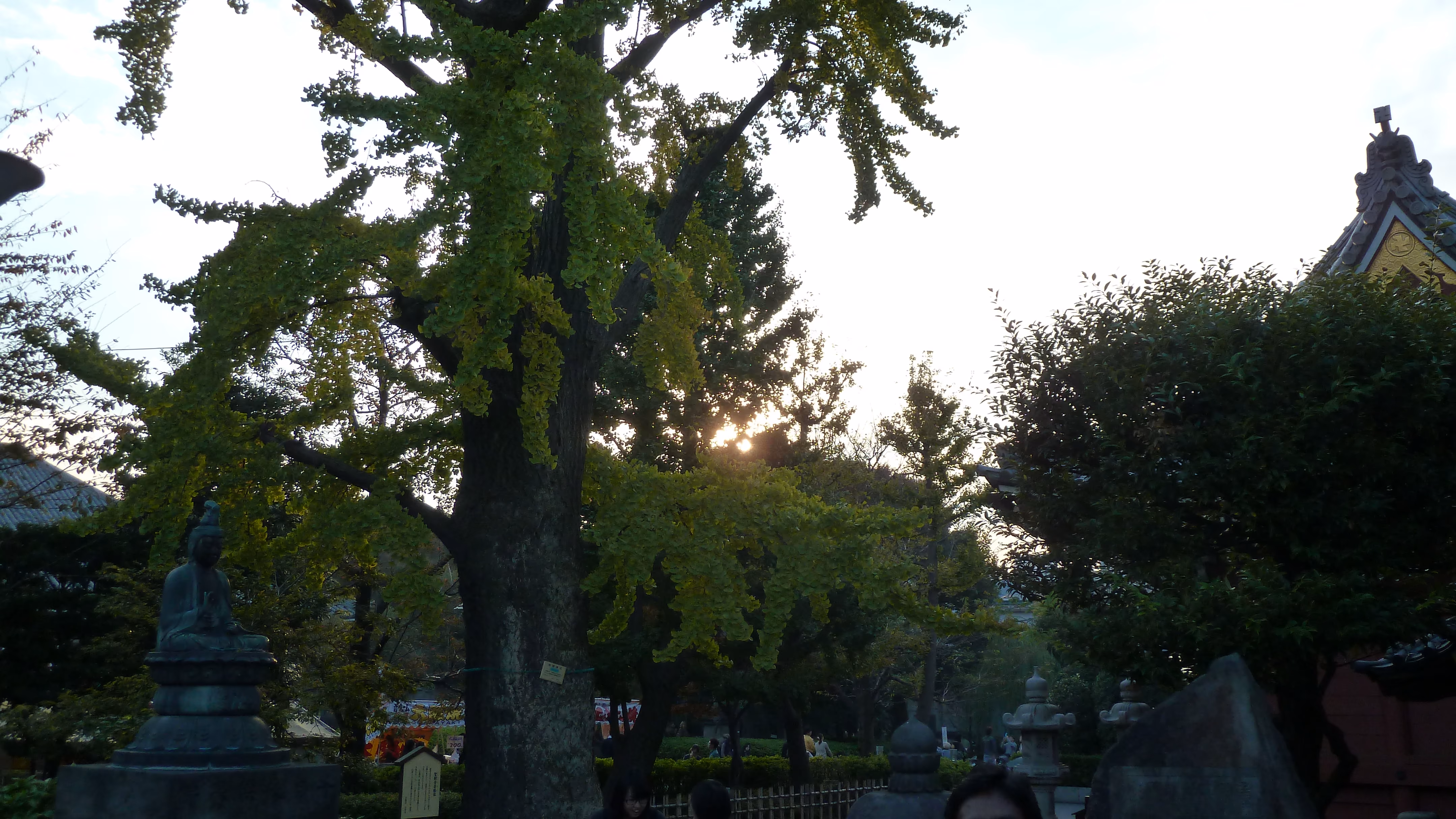 A temple gate with a large lantern, framed by a willow tree, in late afternoon light