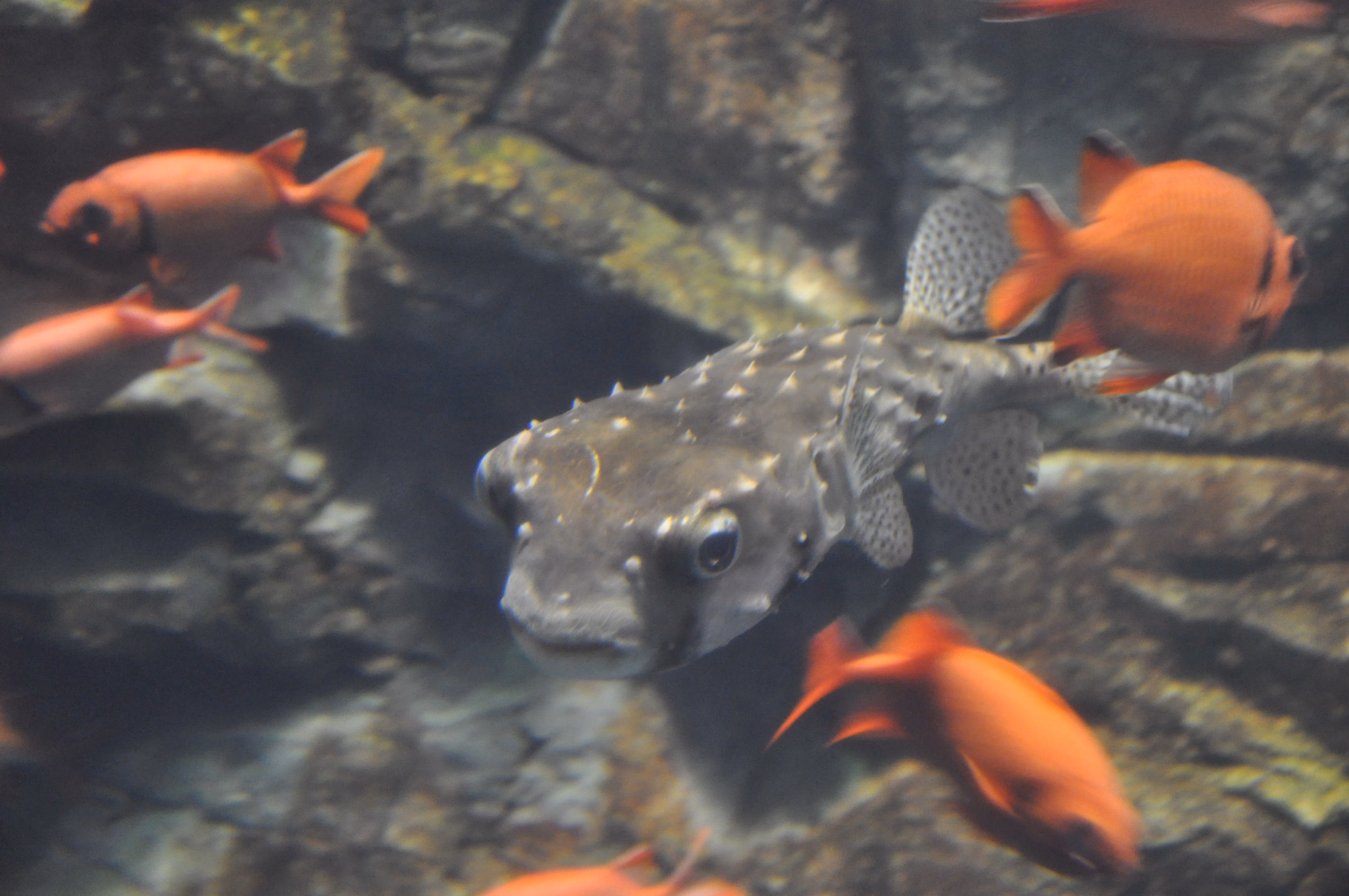 A second view of fish in a tank at Osaka Aquarium Kaiyukan