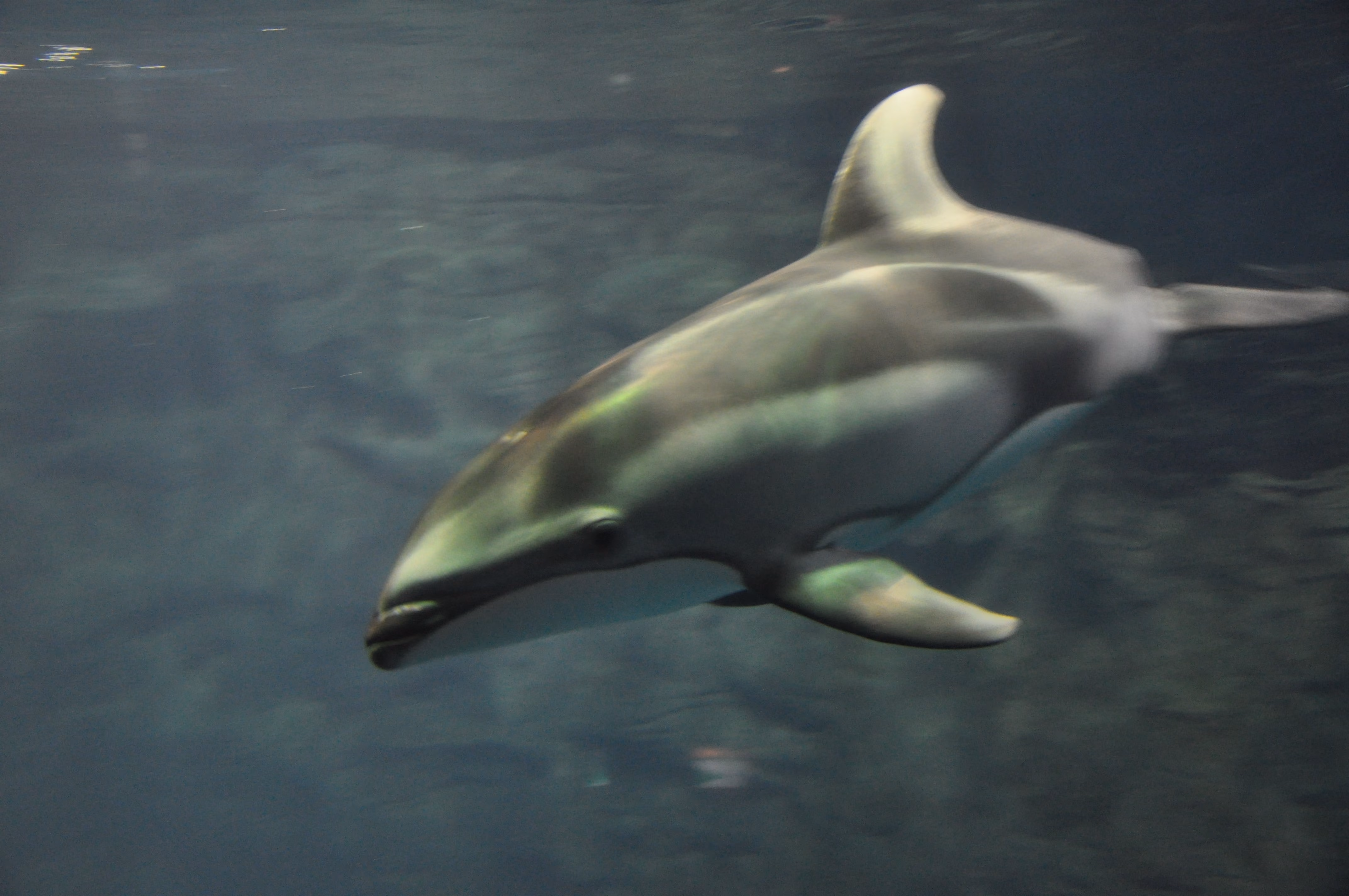 A dolphin at Osaka Aquarium Kaiyukan