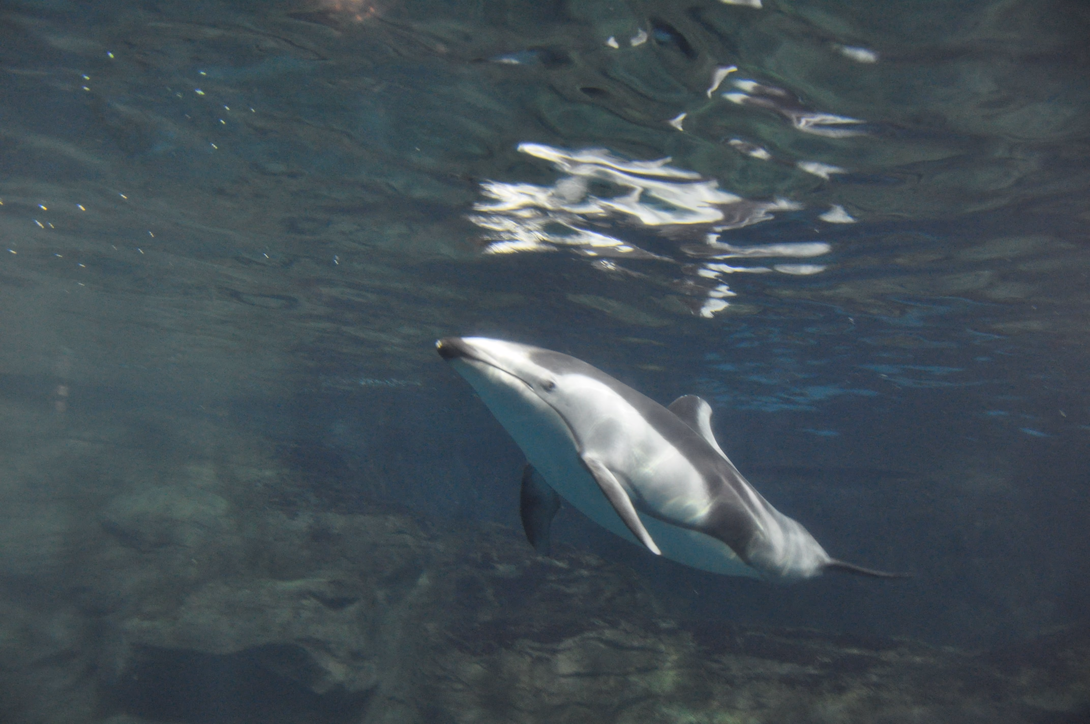 A second view of a dolphin at Osaka Aquarium Kaiyukan