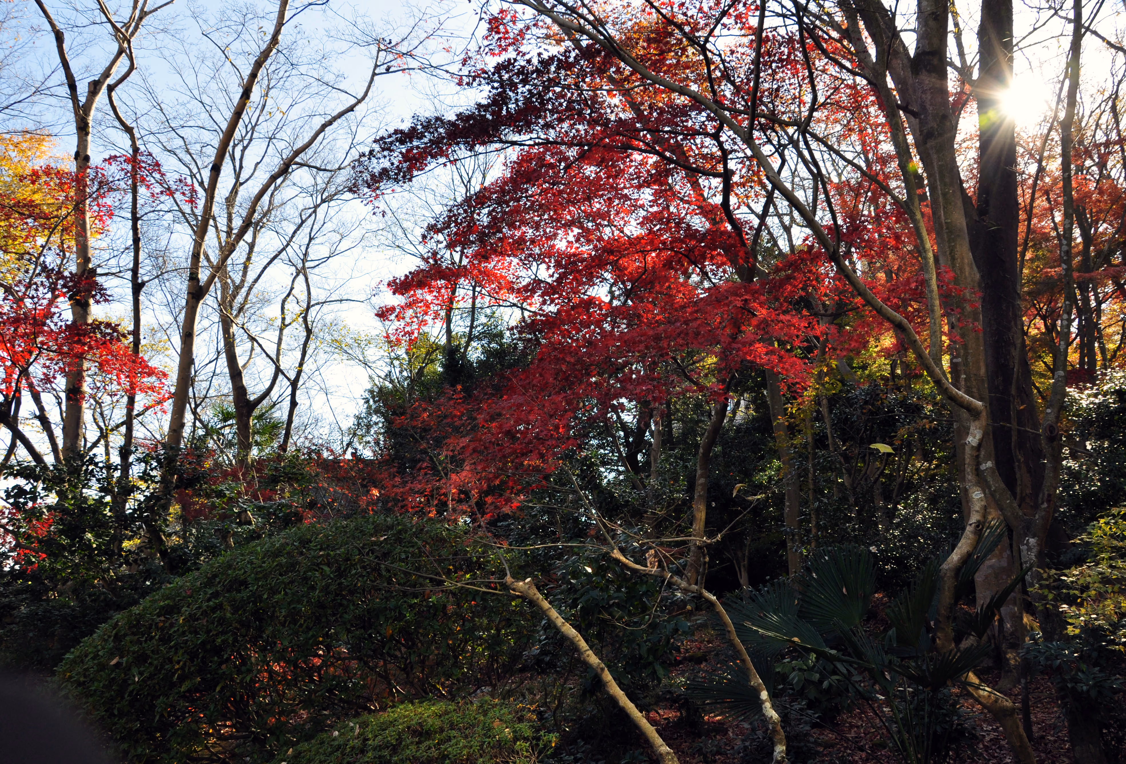 Wide view of the garden grounds at Rakuju-en Park, Mishima