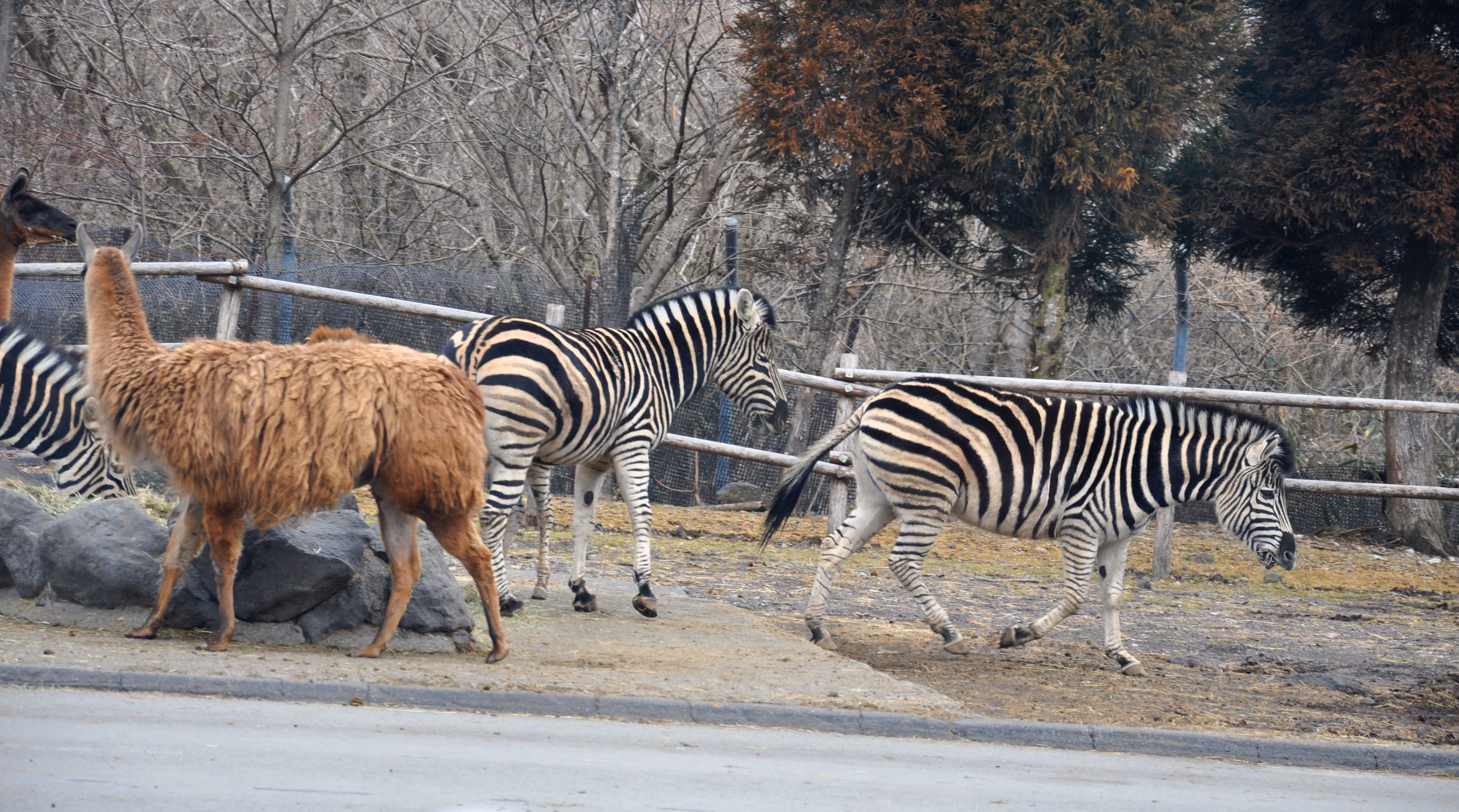 Two zebras and llamas walking together in an open enclosure