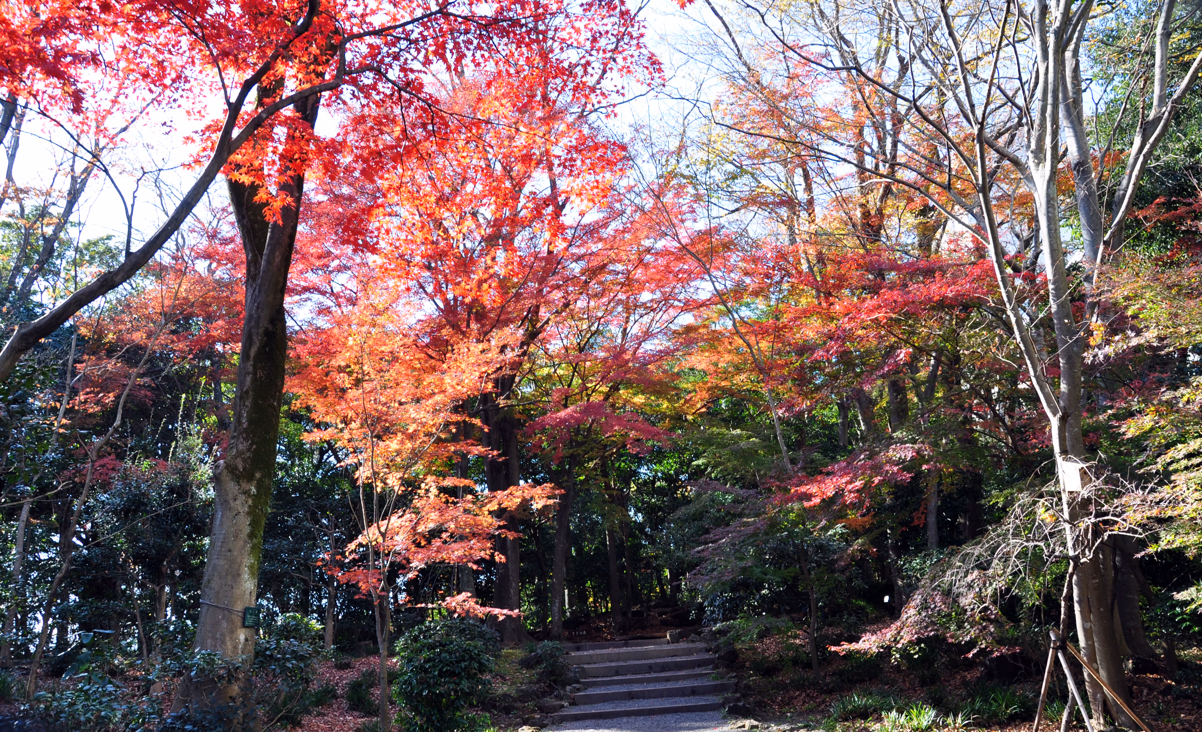 Wide view of trees and pathways at Rakuju-en Park, Mishima