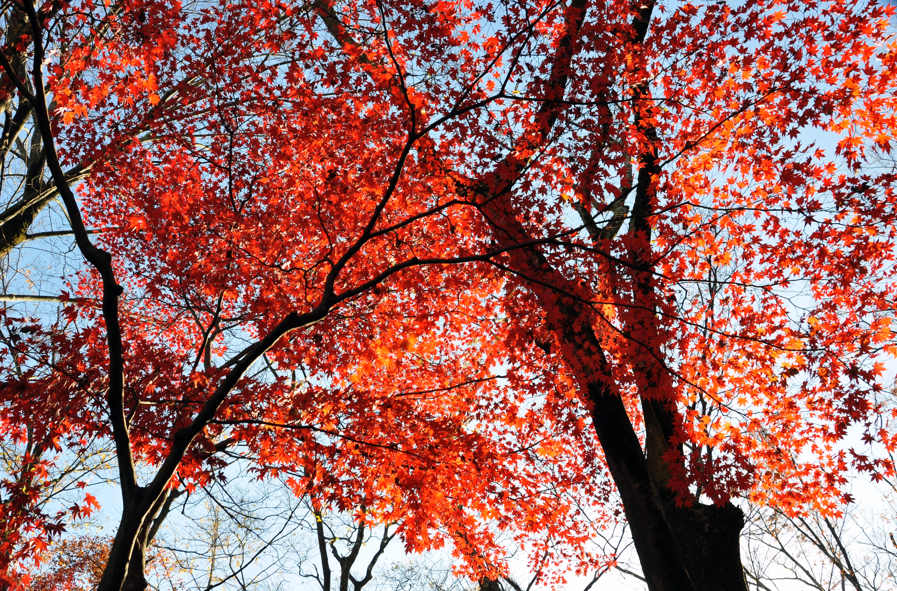 Wide view of the garden landscape at Rakuju-en Park, Mishima