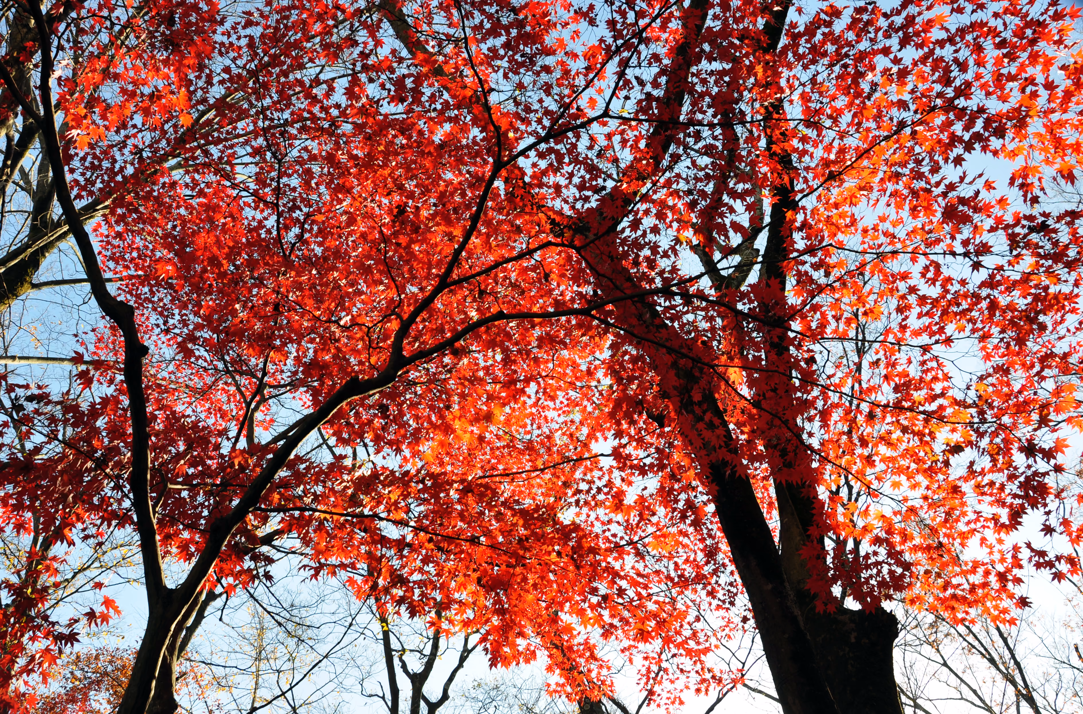 Wide view of the garden landscape at Rakuju-en Park, Mishima
