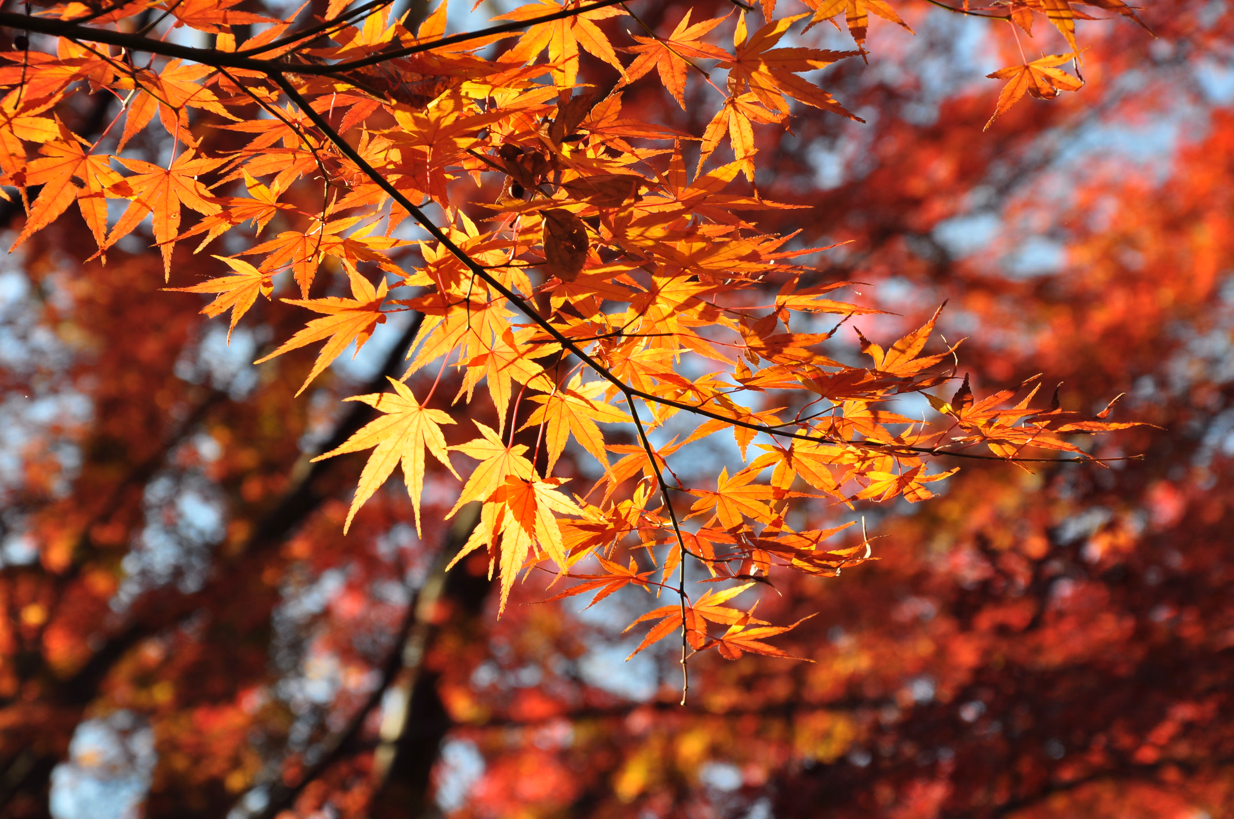 Wide telephoto view of the garden at Rakuju-en Park, Mishima