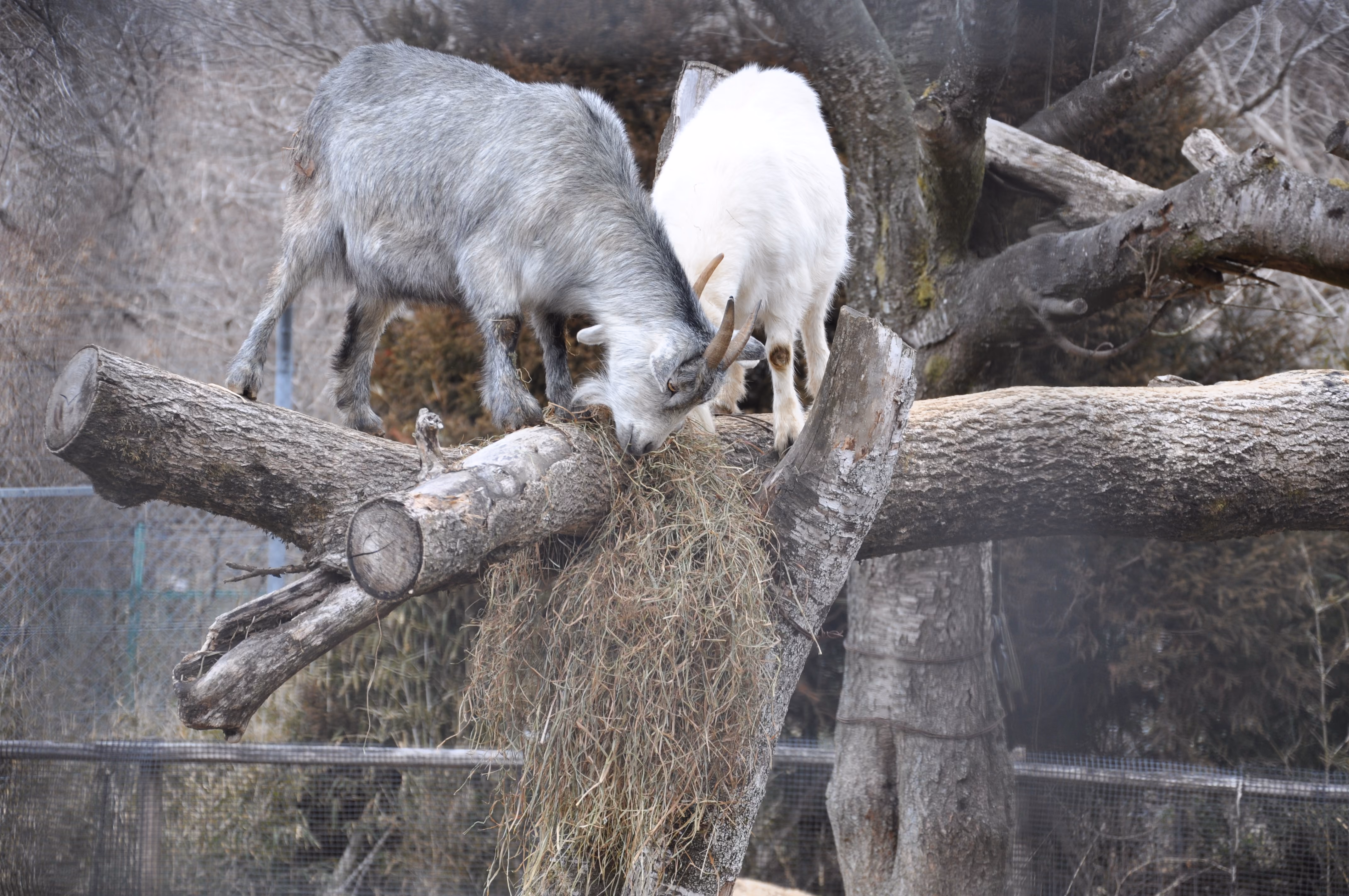 Two pygmy goats butting heads over a pile of hay on a log