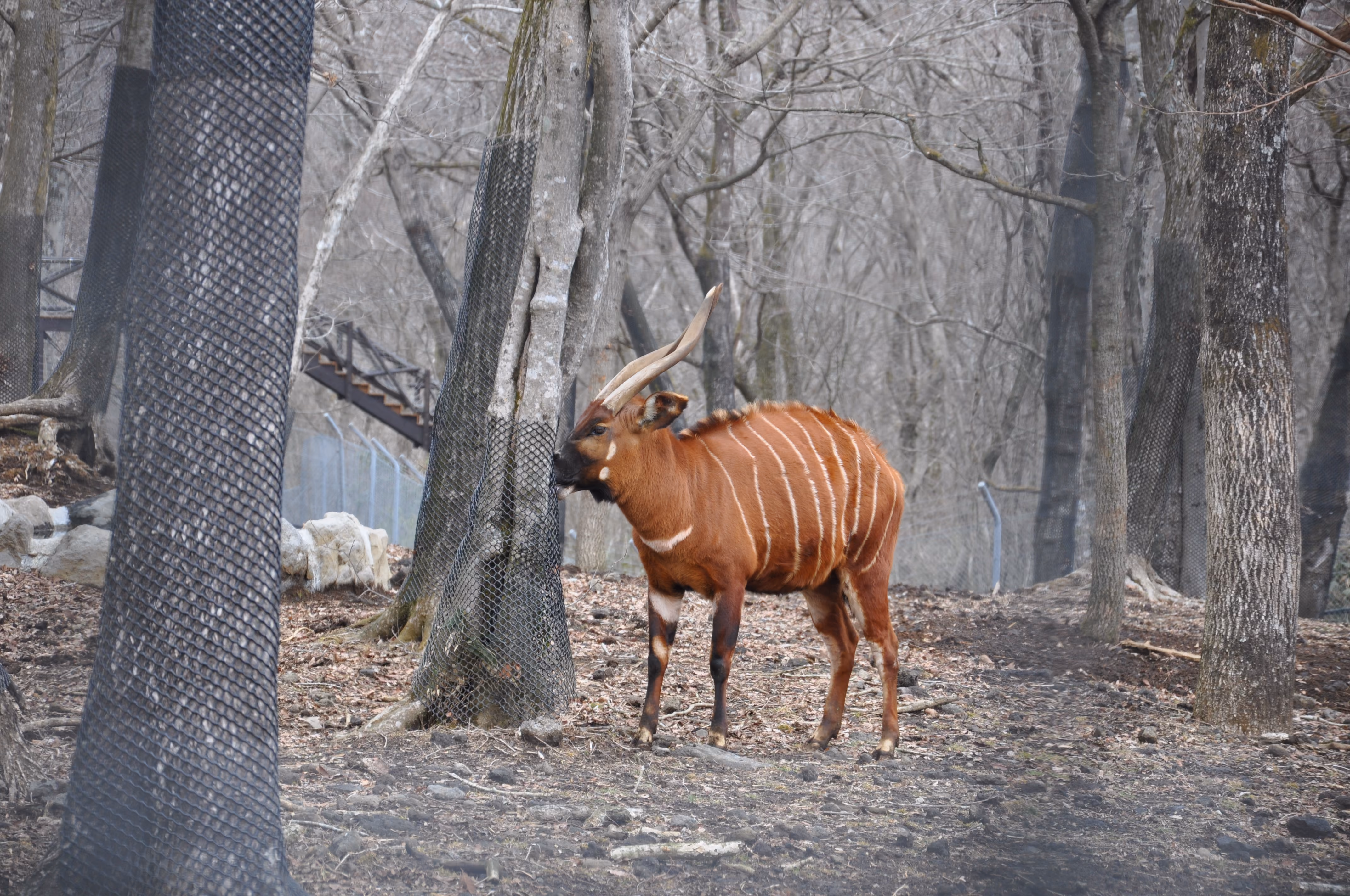 A bongo antelope with reddish-brown striped fur and spiral horns