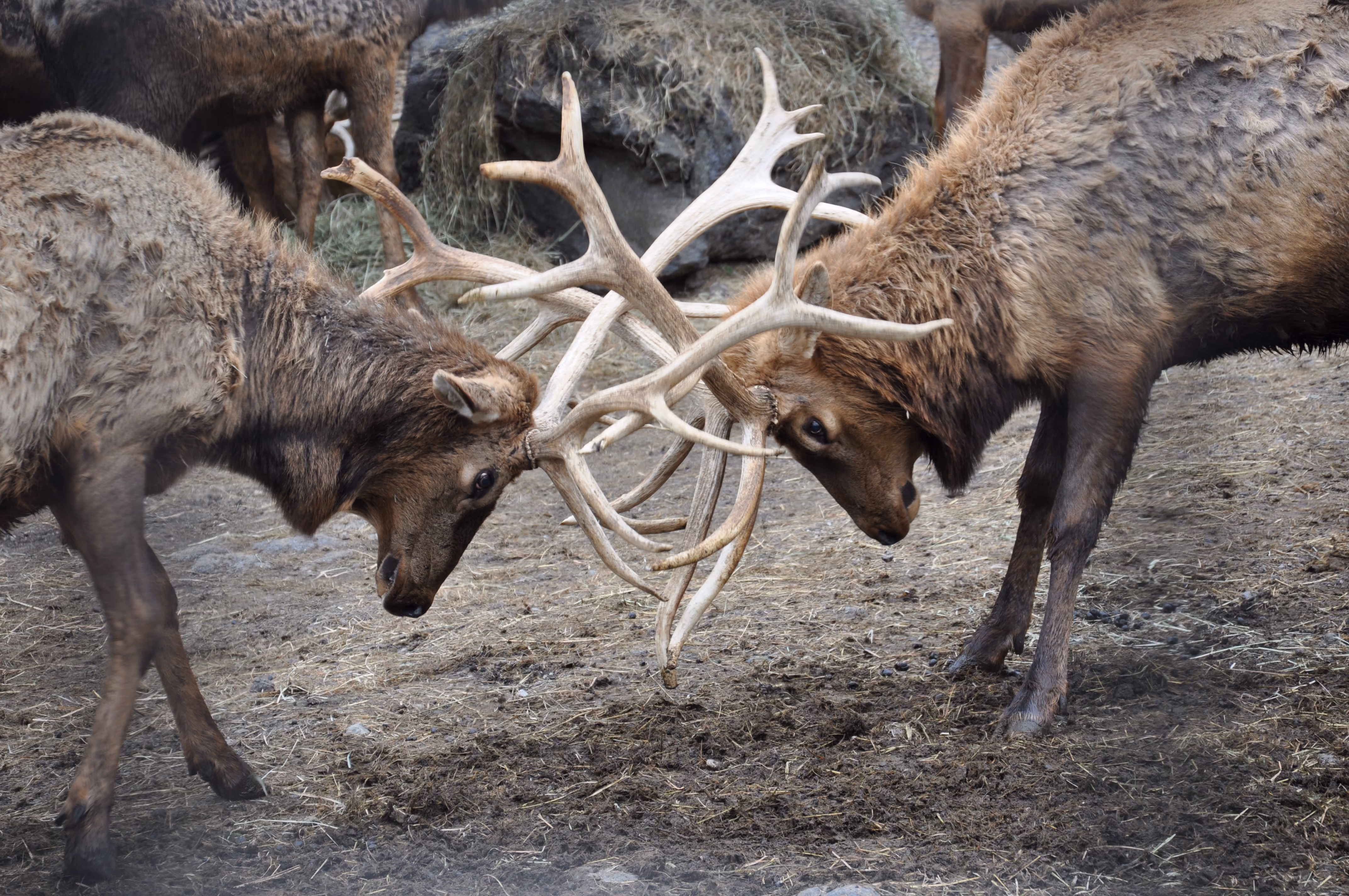 Two elk sparring with locked antlers