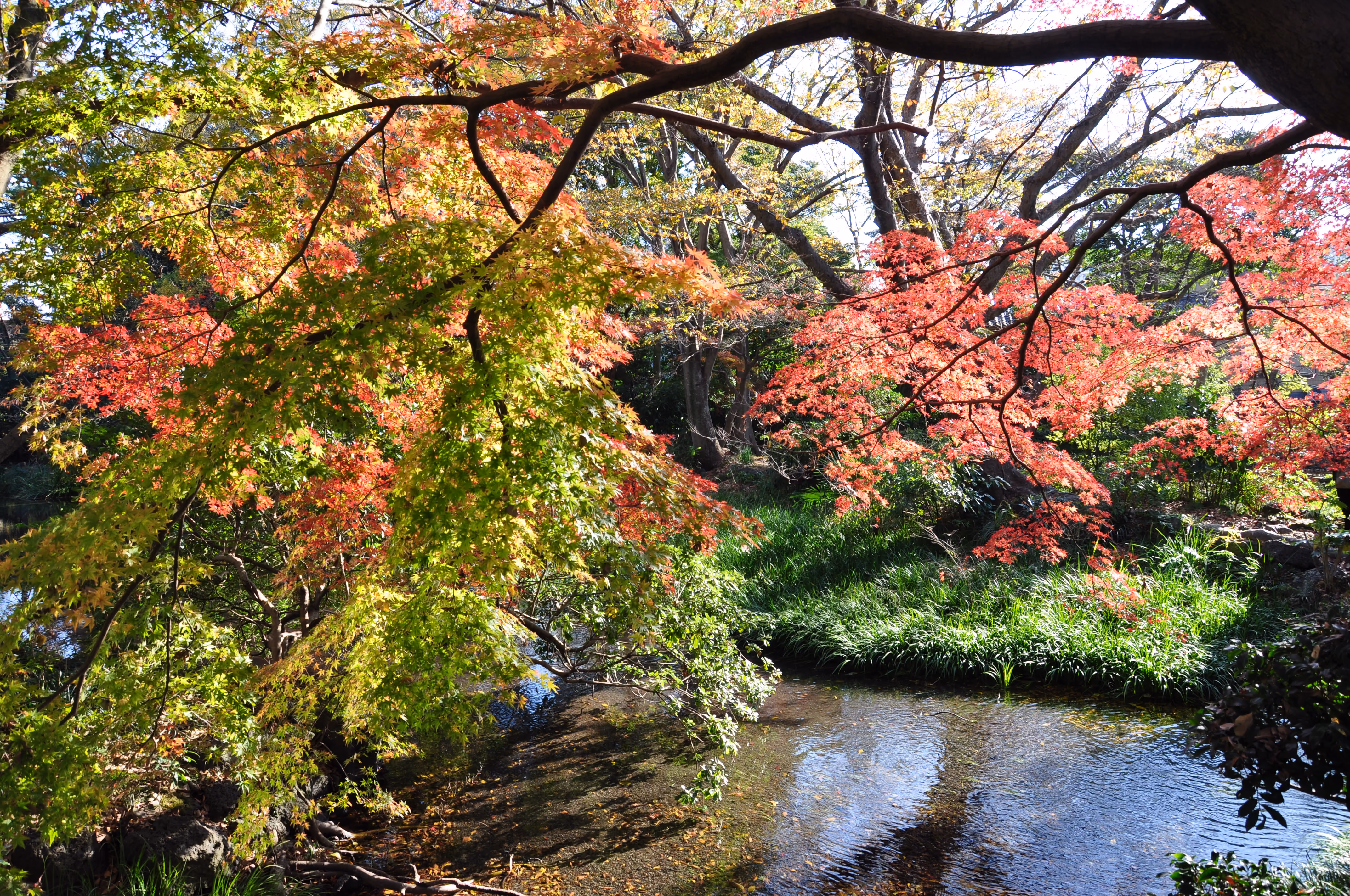 View within Rakuju-en Park, Mishima, in low winter light