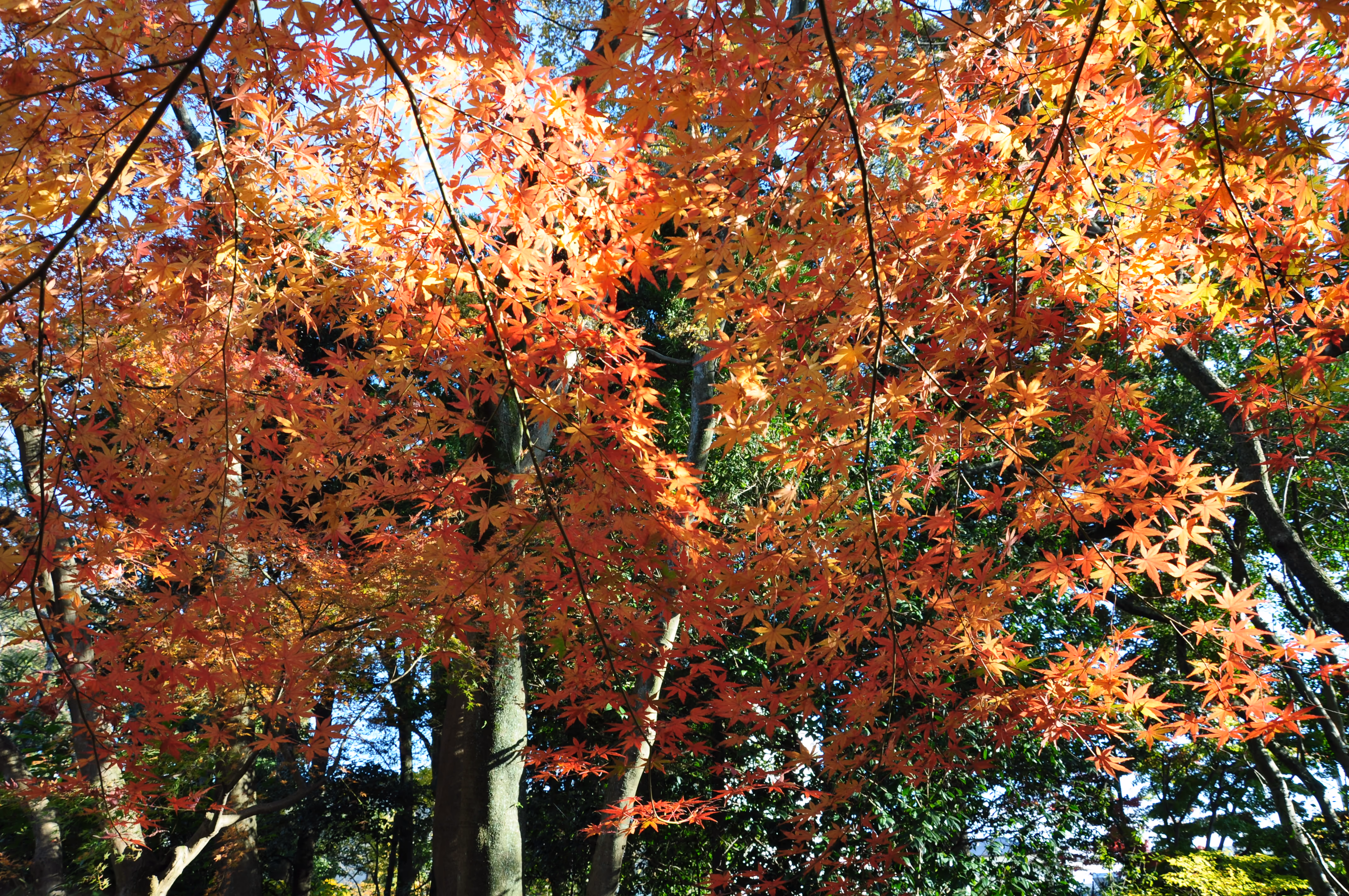 View within Rakuju-en Park, Mishima