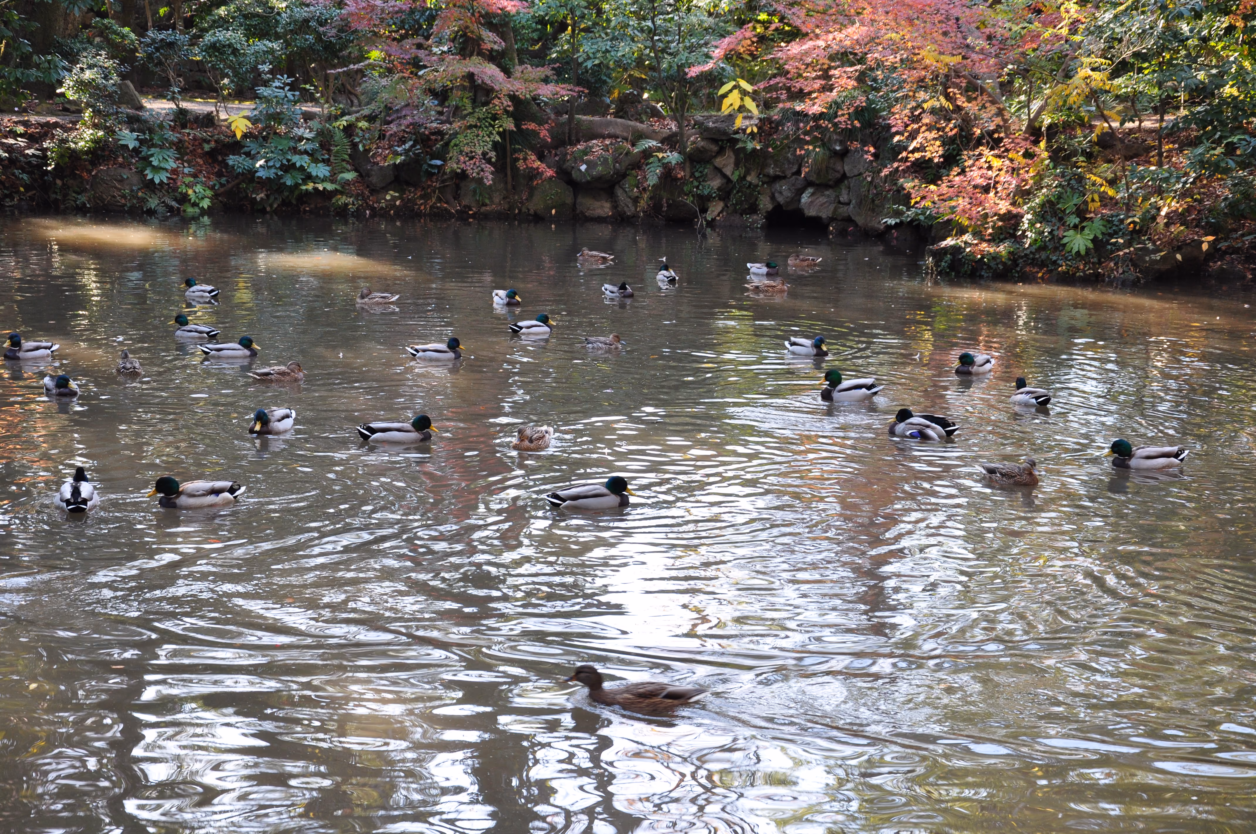 View within Rakuju-en Park, Mishima
