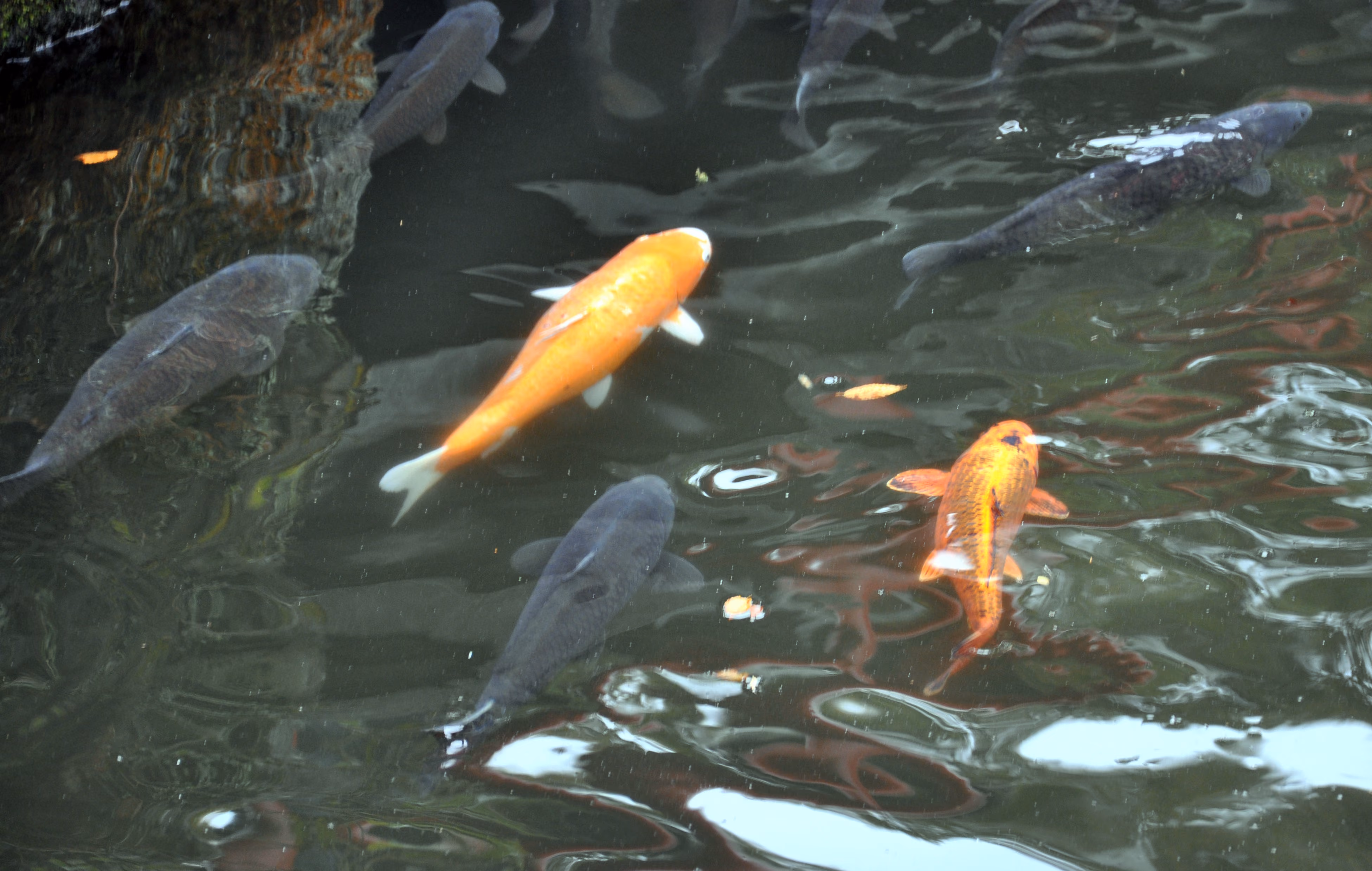 Orange and grey koi swimming close to the surface of a pond at Mishima Taisha