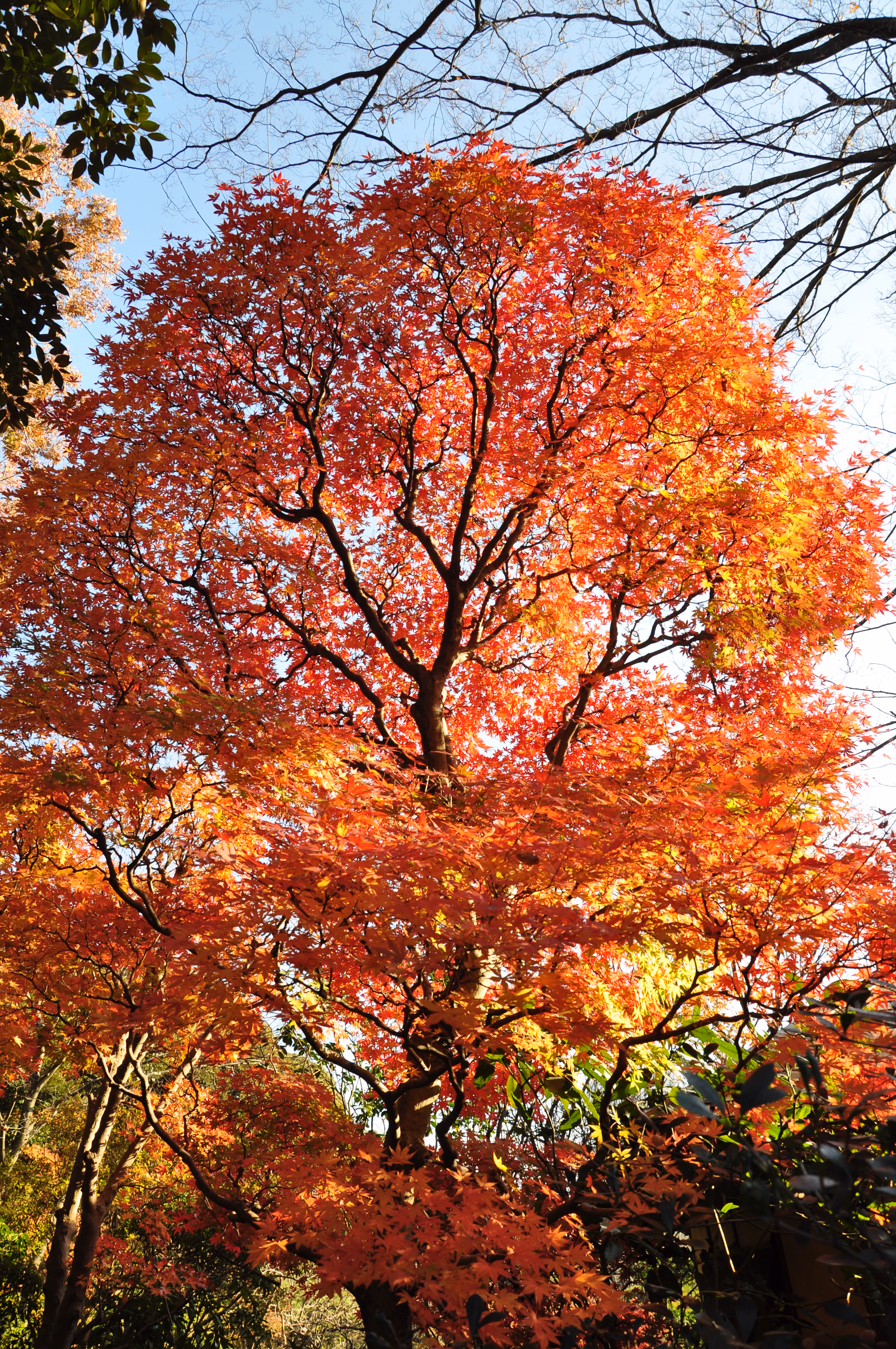 A vertical framed view within Rakuju-en Park, Mishima, near the end of the visit