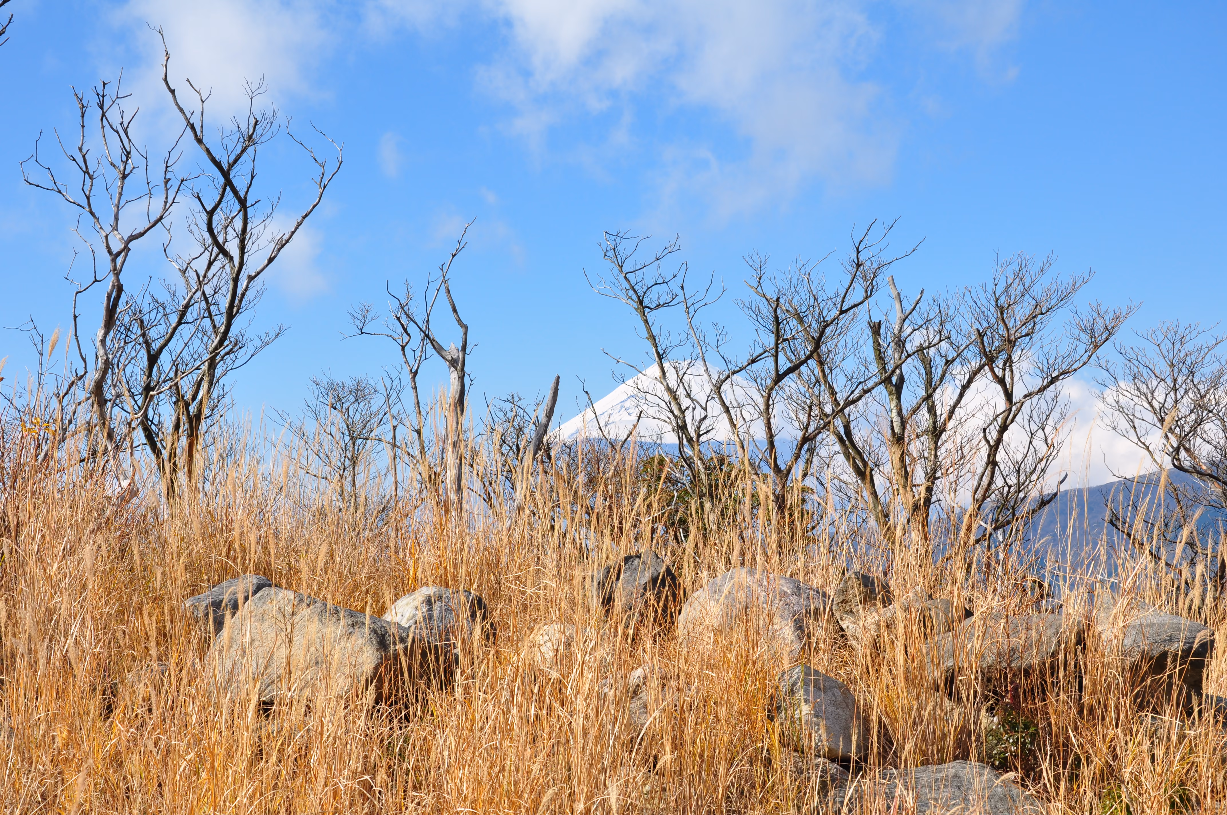 Mount Fuji's snow-capped peak framed by bare tree branches