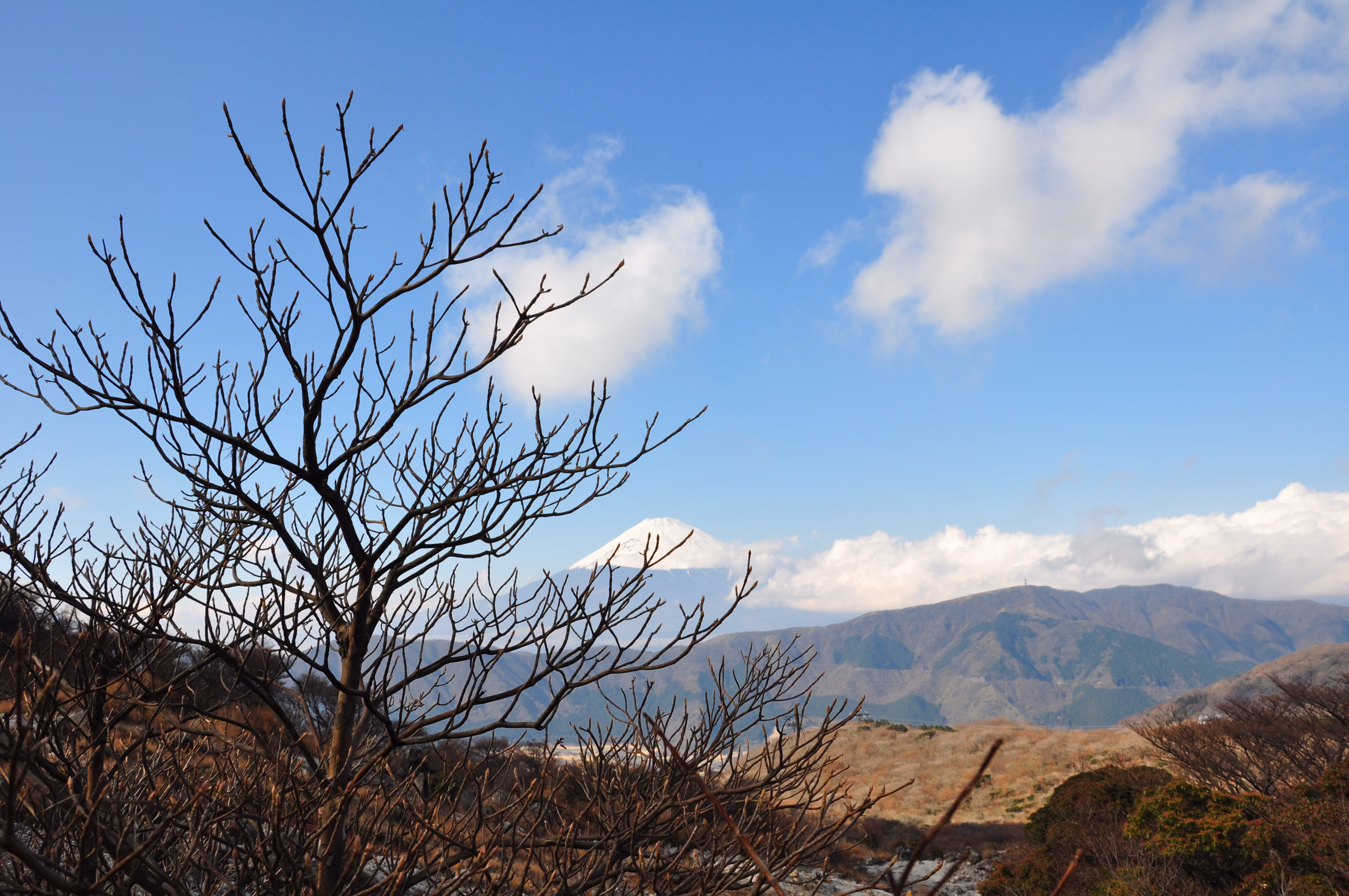 Mount Fuji's snow-capped peak framed by bare tree branches, from a different angle