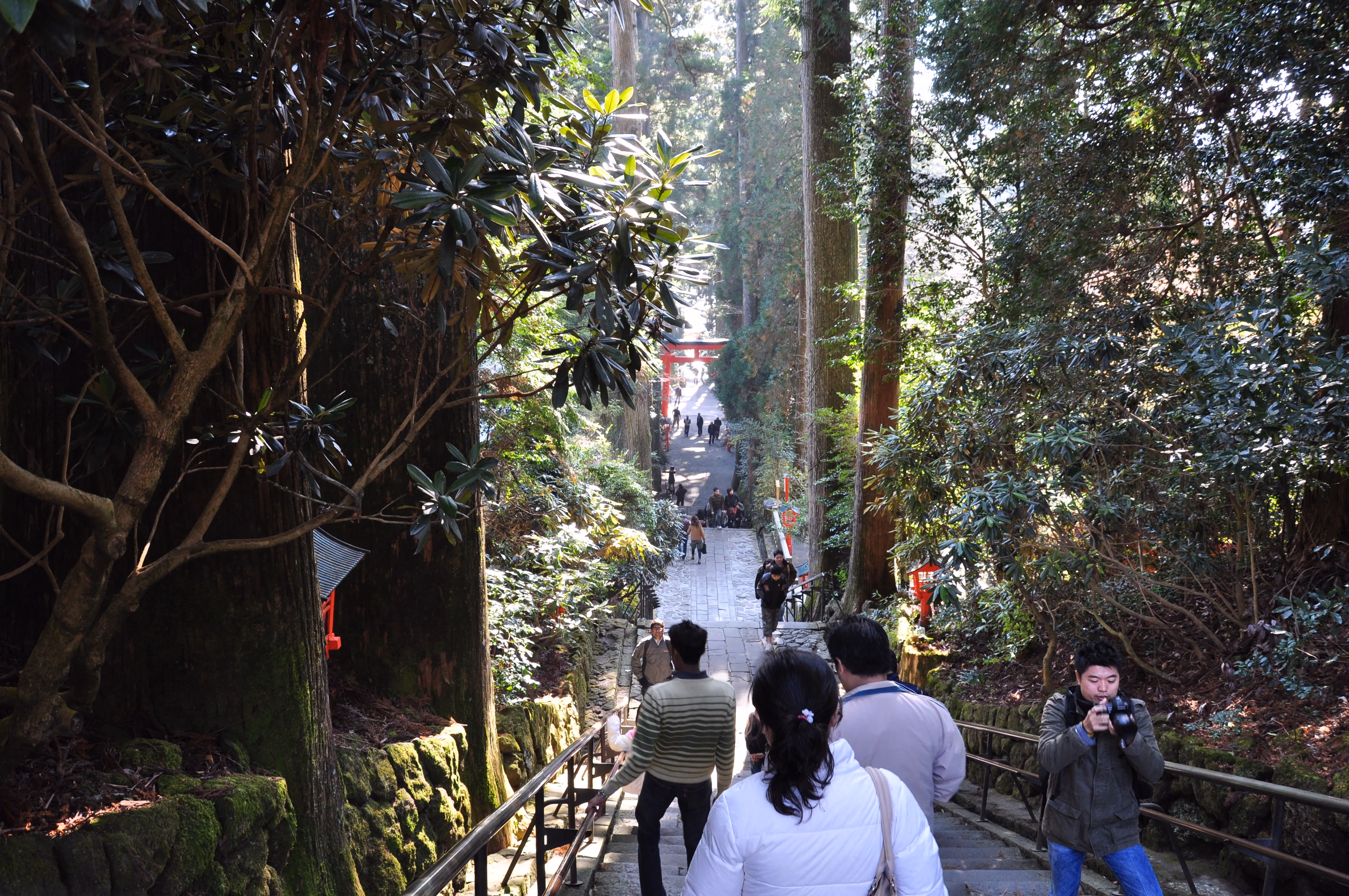 A cedar-lined stone stairway descending through a forest toward Hakone Shrine, with a red torii visible at the bottom
